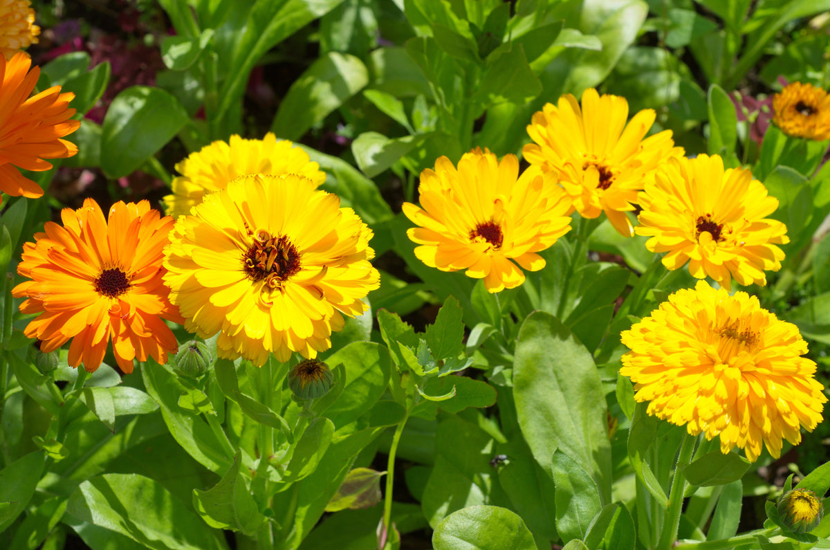 500 PACIFIC Beauty YELLOW MARIGOLD Calendula Officinalis Flower Seeds
