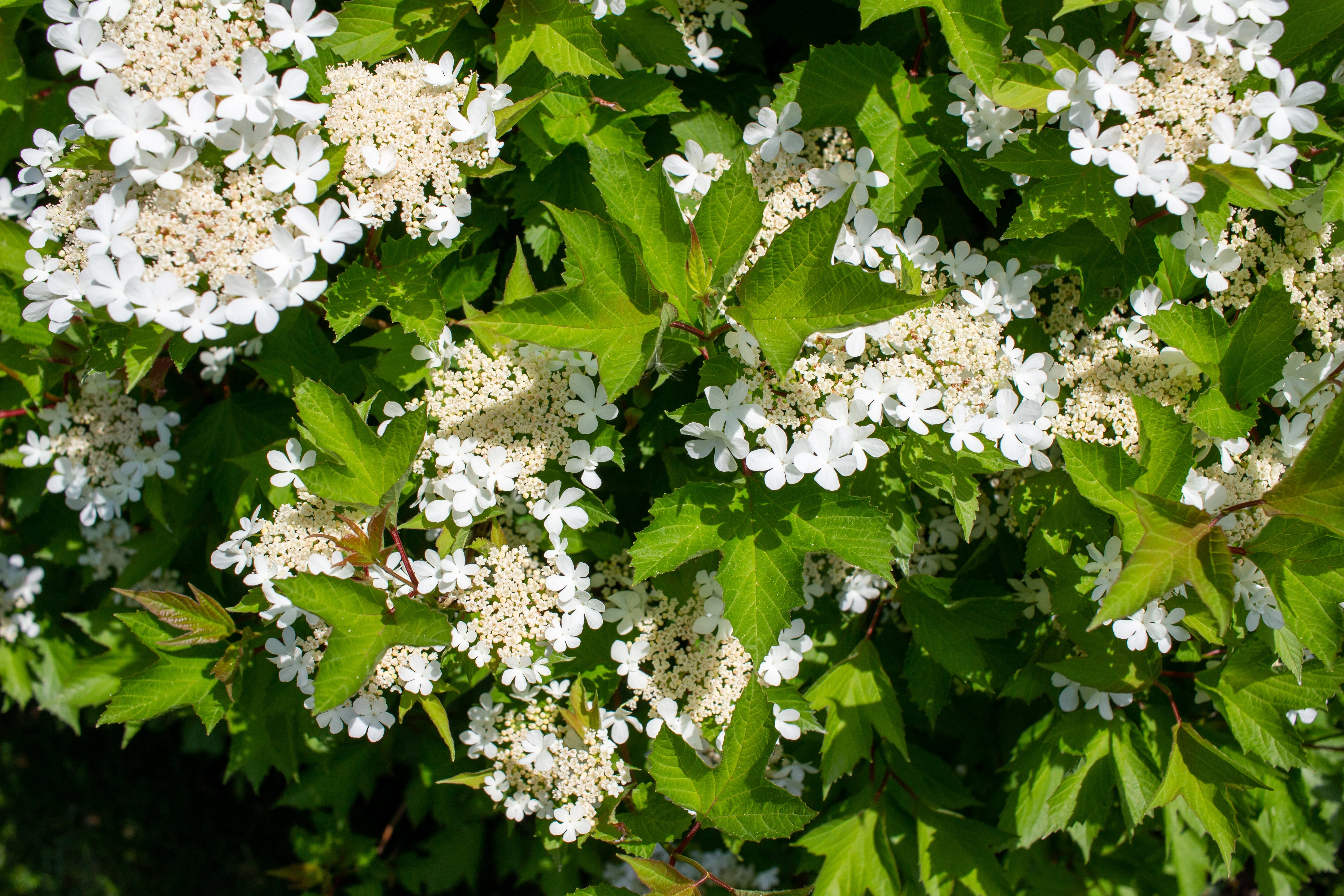 20 AMERICAN HIGHBUSH CRANBERRY Viburnum Trilobum Red Fruit White Flower Shrub Seeds