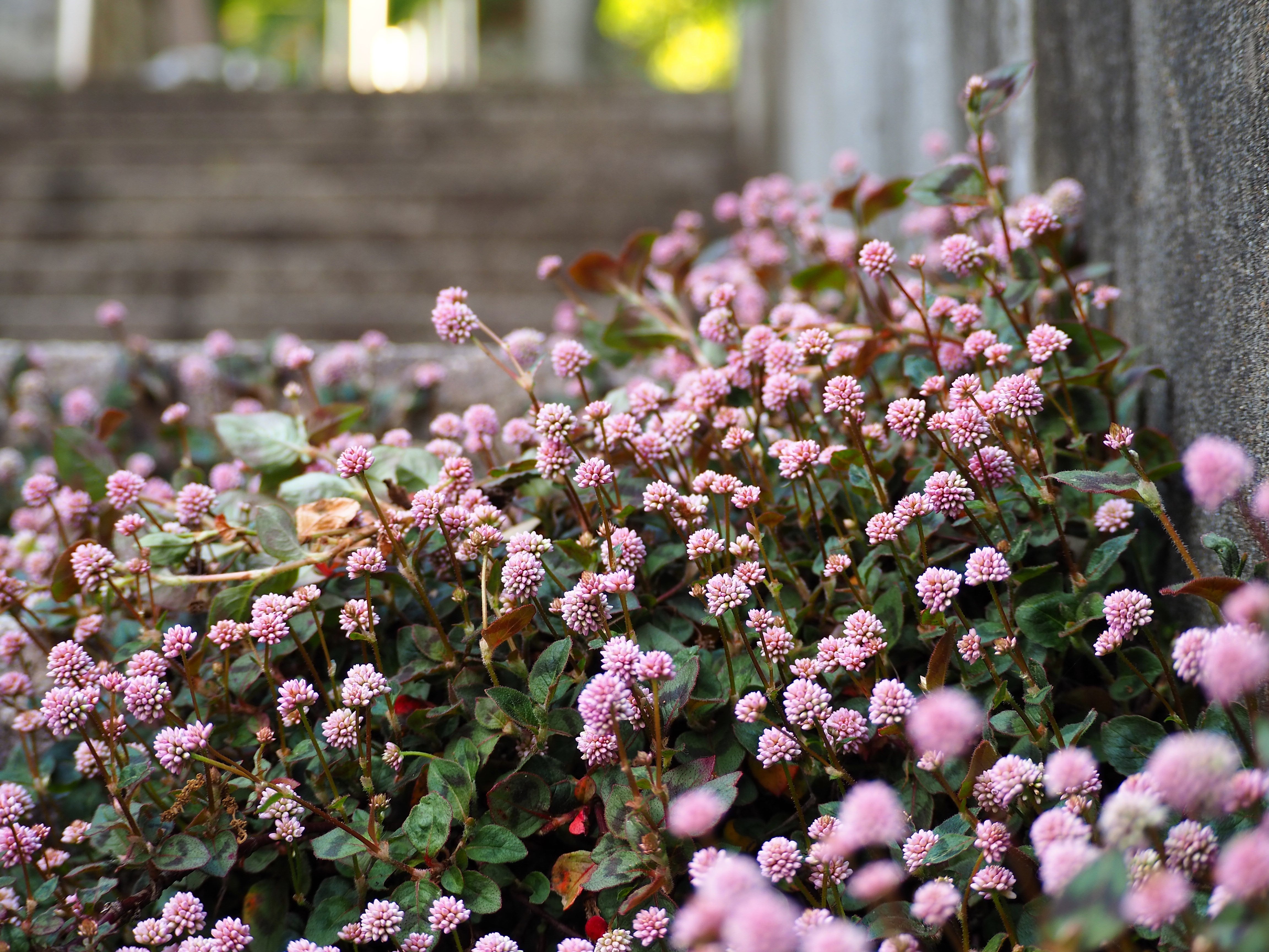 20 PUNCHING BALLS Pink Buttons Persicaria Capitata Polygonum Flower Seeds