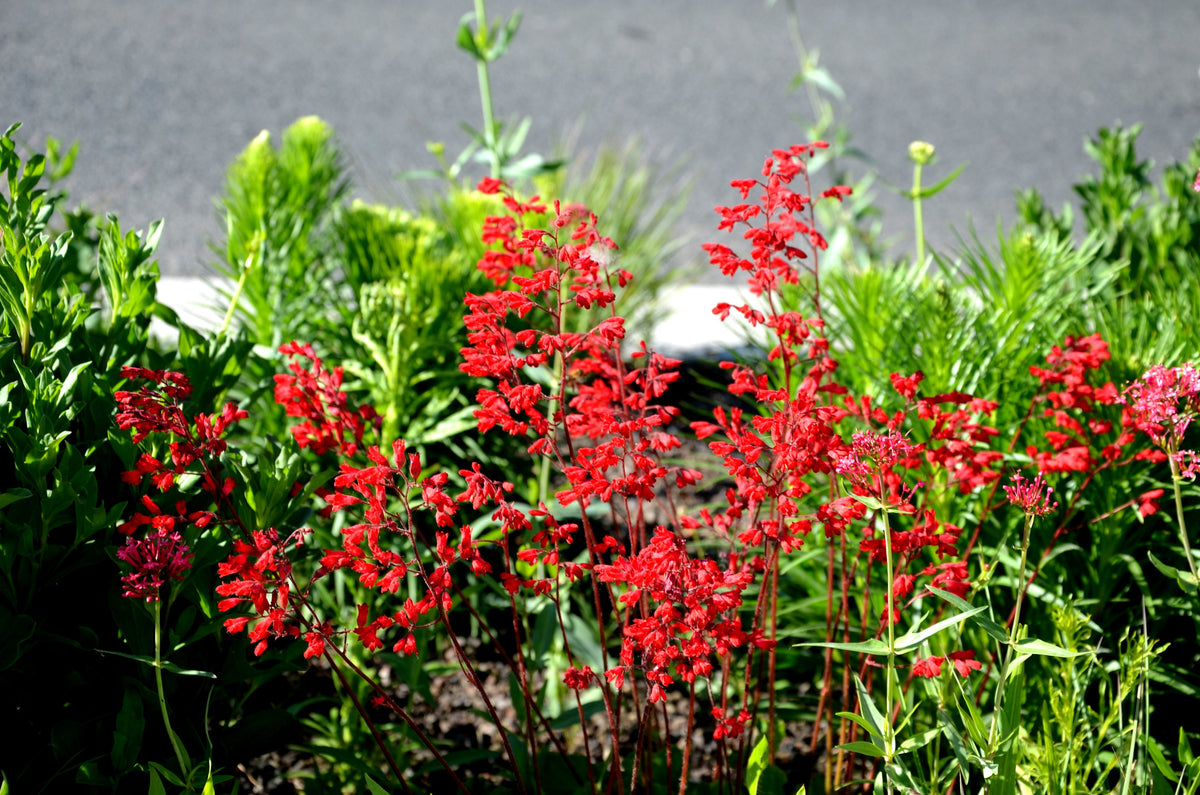 100 HEUCHERA FIREFLY Coral Bells Heuchera Sanguinea Red Flower Shade Seeds