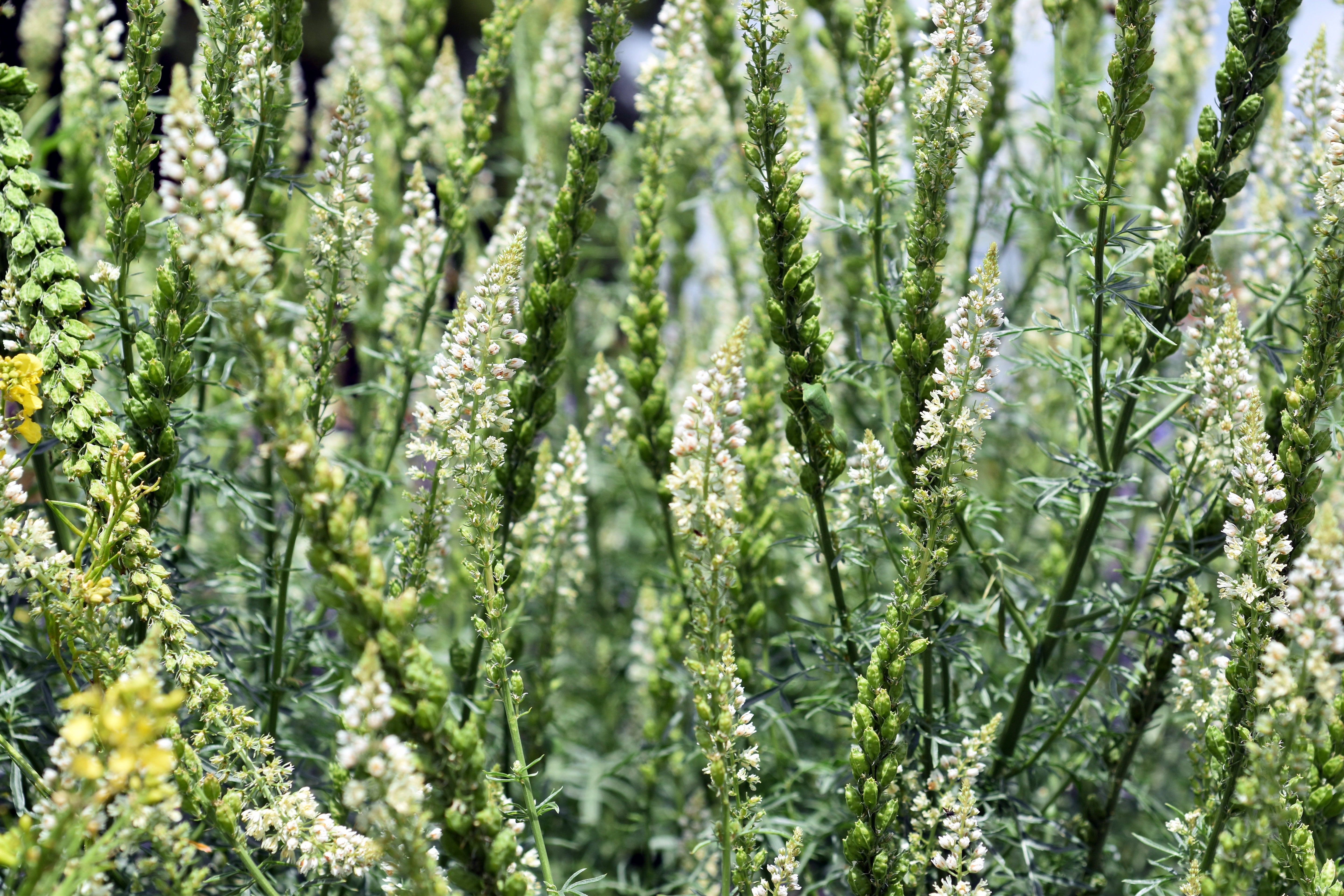 200 WHITE MIGNONETTE Reseda Alba Very FRAGRANT Flower Seeds
