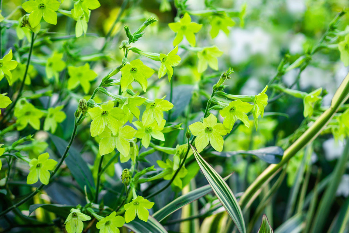 100 LIME GREEN NICOTIANA Alata Flowering Tobacco Seeds