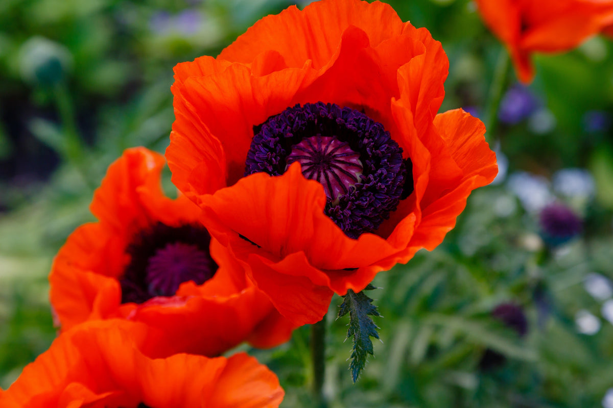 500 ORIENTAL RED Mix POPPY Papaver Orientale Flower Seeds