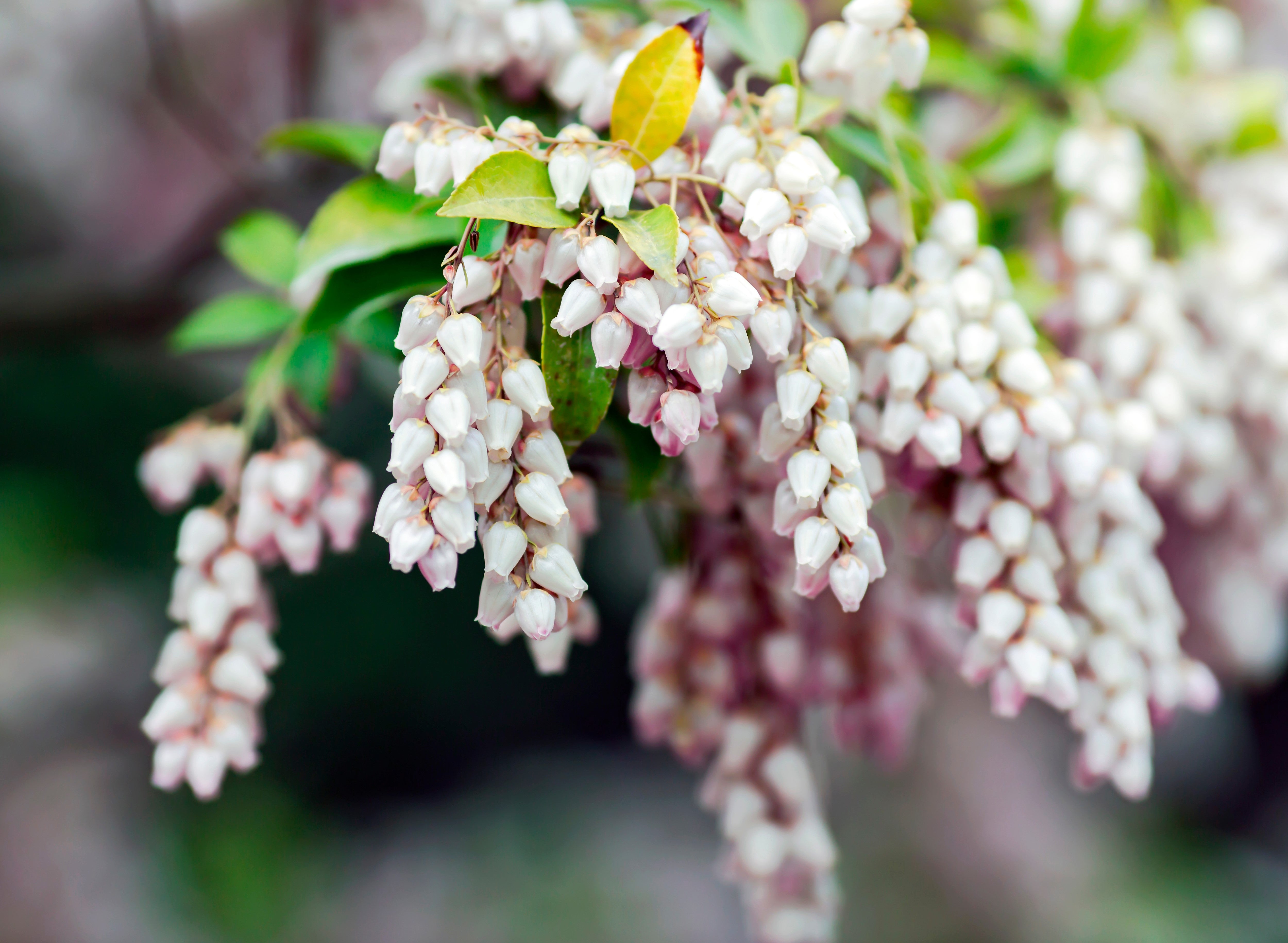 20 BEARBERRY Arctostaphylos Uva-Ursi Kinnikinnick Pinemat Manzanita Flower Seeds