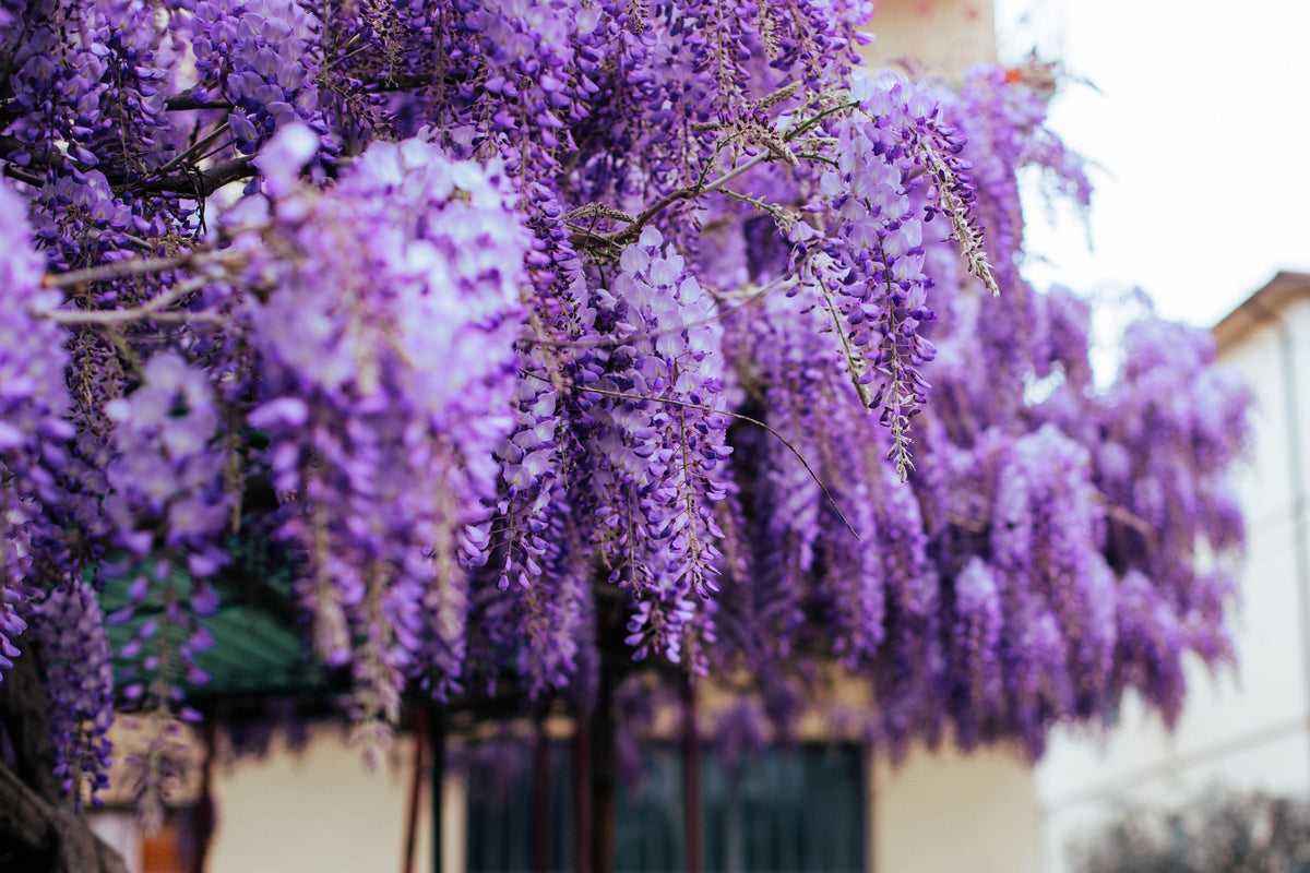 5 BLUE CHINESE WISTERIA Sinensis Ornamental Vine Climber Blue Violet Purple Flower Seeds