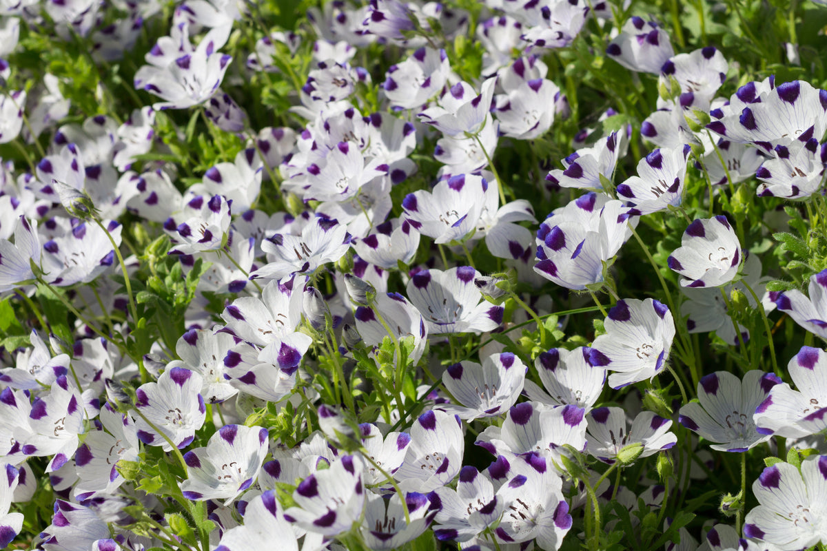 750 FIVE SPOT Nemophila Maculata White & Purple Flower Seeds
