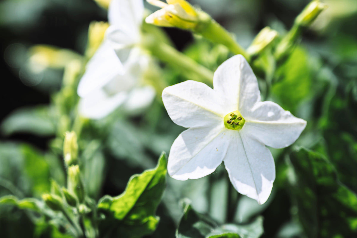 100 Organic WHITE NICOTIANA Flowering TOBACCO Nicotiana Alata Seeds