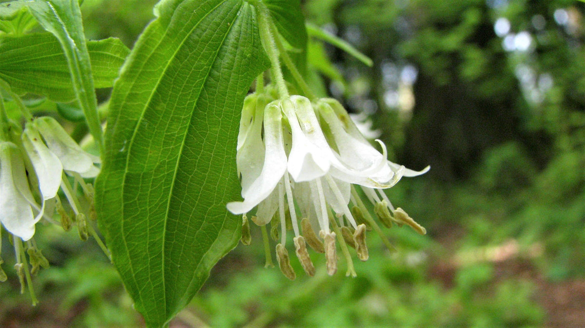 10 HOOKERS FAIRYBELLS Drops of Gold Prosartes Disporum Hookeri Native Flower Seeds