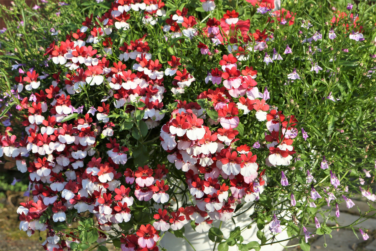 50 RED & WHITE NEMESIA Strumosa Danish Flag Fragrant Bicolor Flower Seeds