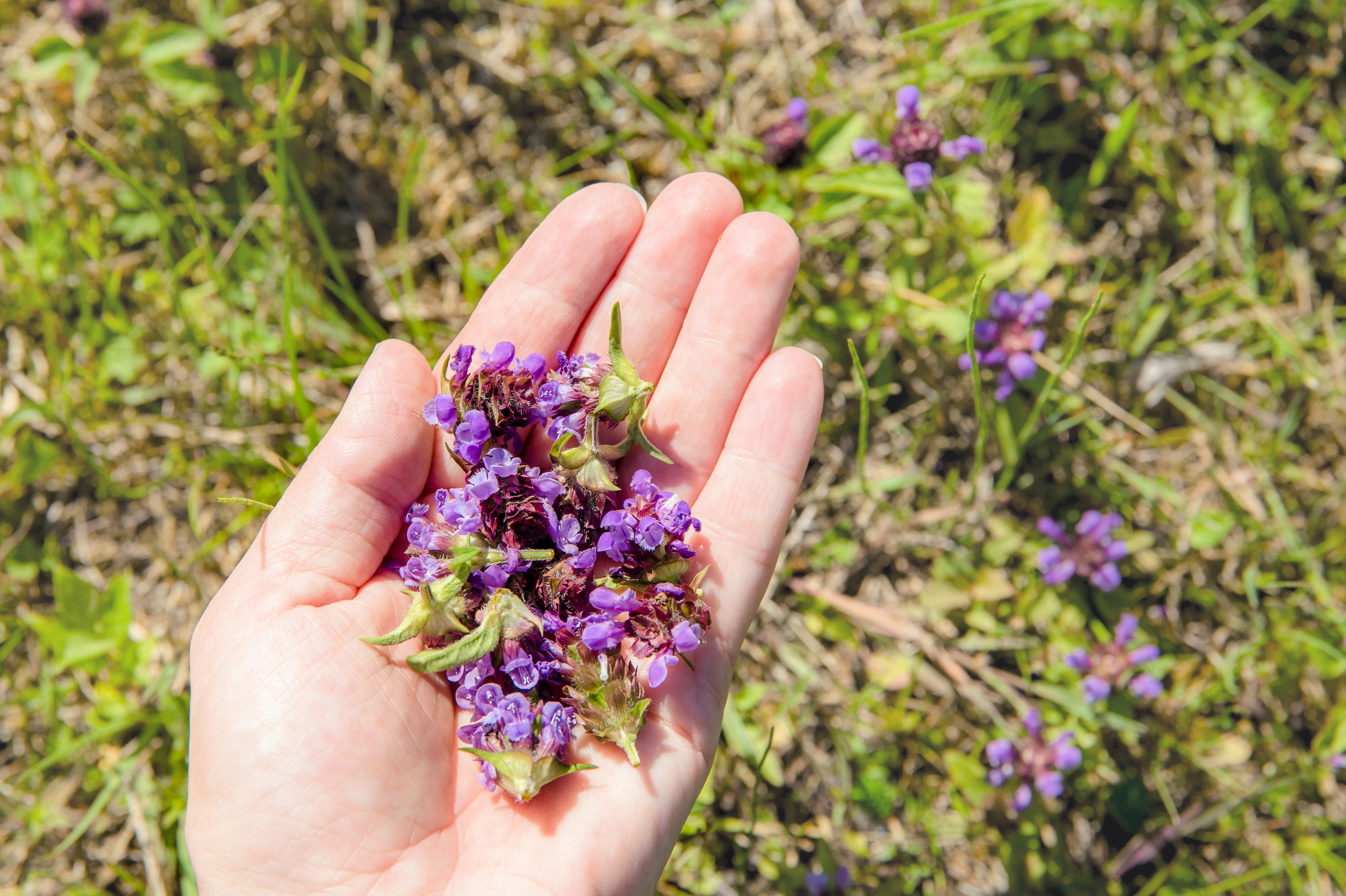 100 HEAL ALL Self Heal Prunella Vulgaris Purple Herb Flower Seeds