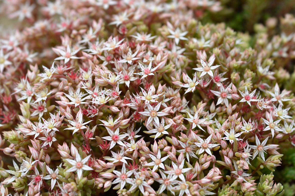 150 MIXED SEDUM Stonecrop Succulent Groundcover Red White Yellow Pink Purple Flower Seeds