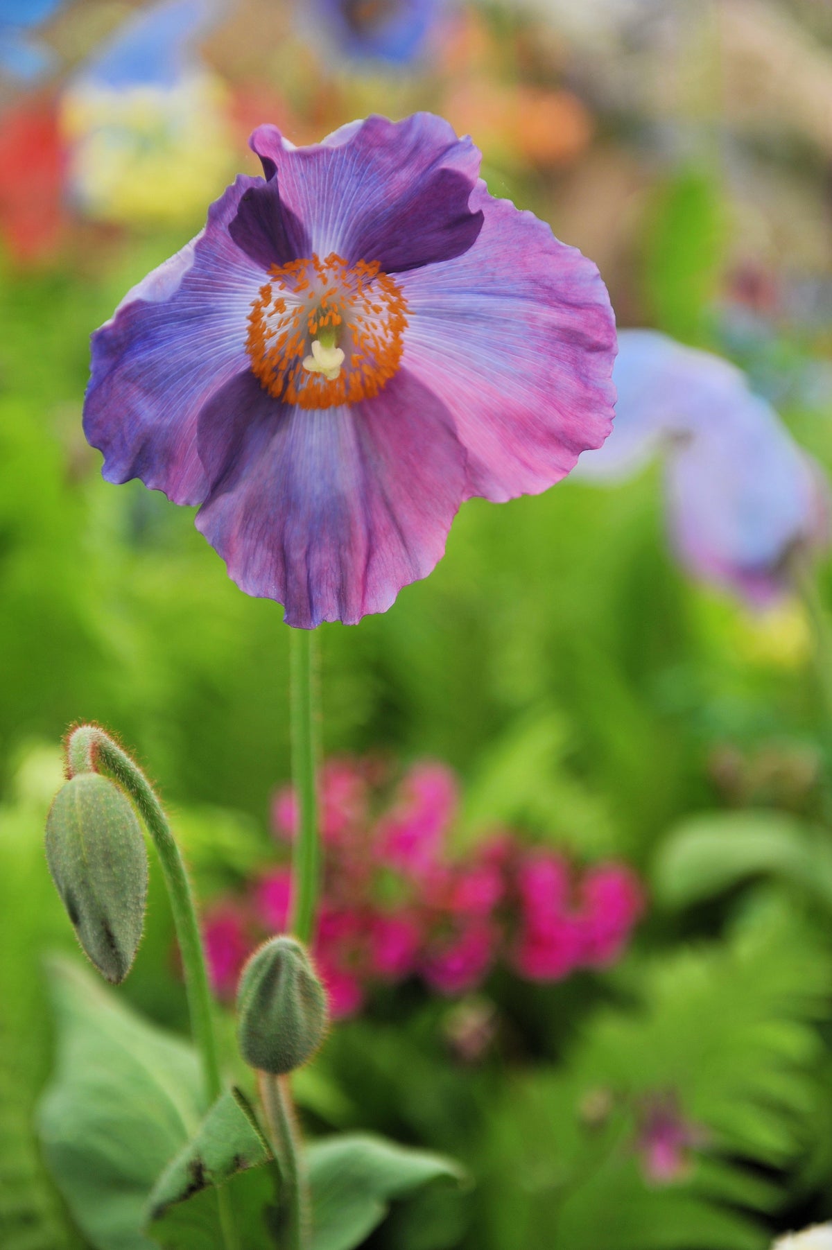 10 VIOLET HIMALAYAN POPPY Meconopsis Betonicifolia Purple Hensol Flower Seeds