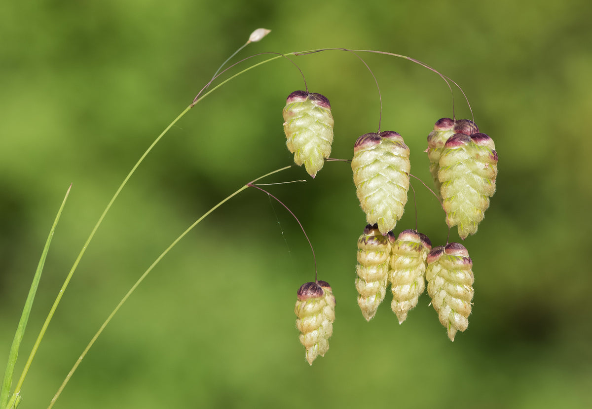 100 QUAKING GRASS (Rattlesnake Grass) Briza Maxima Seeds