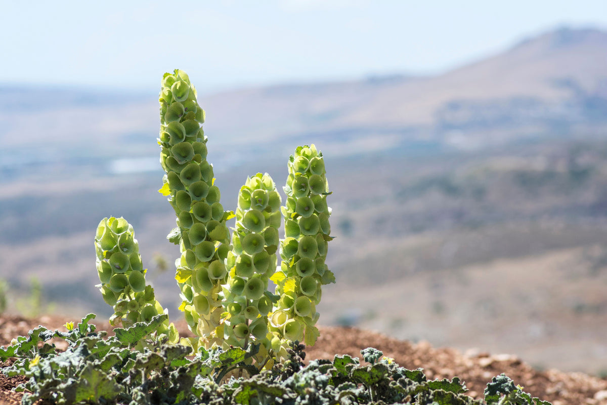 150 BELLS OF IRELAND ( Lady In The Bathtub / Shell Flower ) Moluccella Laevis Green Flower Seeds