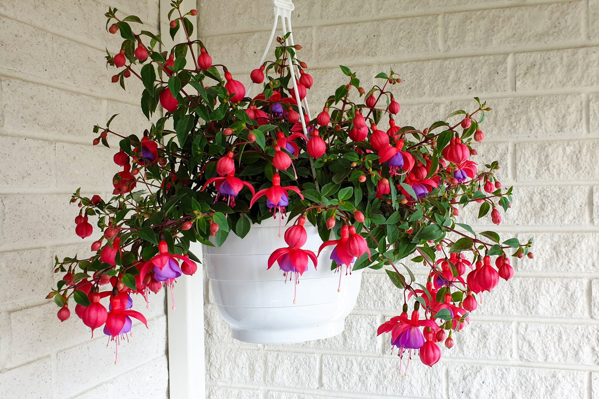20 HARDY FUCHSIA Magellanica Pink Purple Hummingbird Flower Shrub Seeds