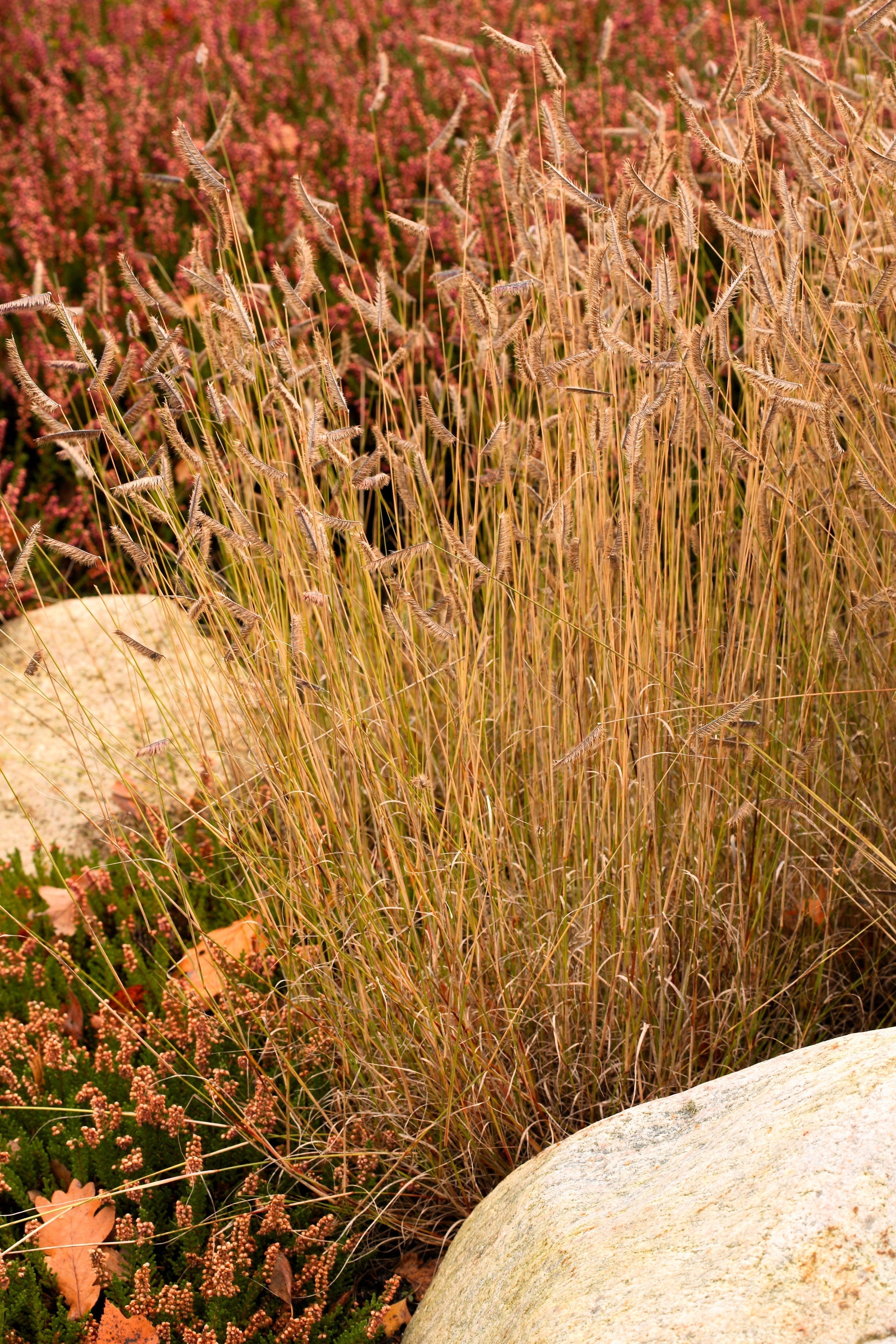 1000 BLUE GRAMA GRASS Gramma Bouteloua Gracilis Flower Mosquito Grass Seeds