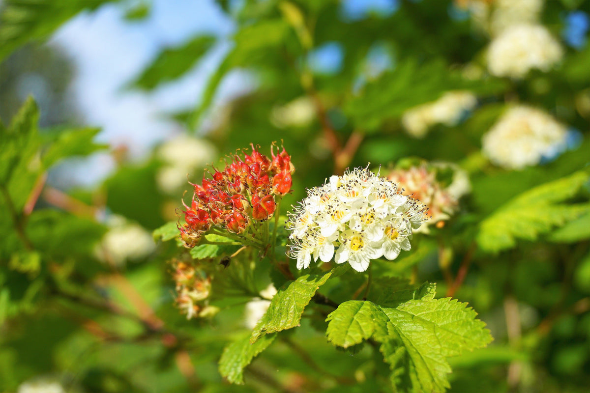 50 PACIFIC NINEBARK Physocarpus Capitatus Western Ninebark Native White Pink Red Flower Shrub Seeds