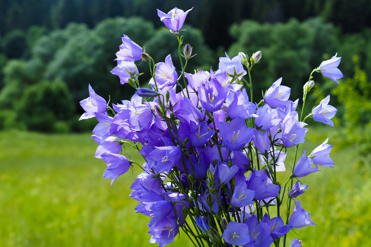 500 TELHAM BEAUTY BELLFLOWER Blue Peach Leaved Campanula Persicifolia Flower Seeds