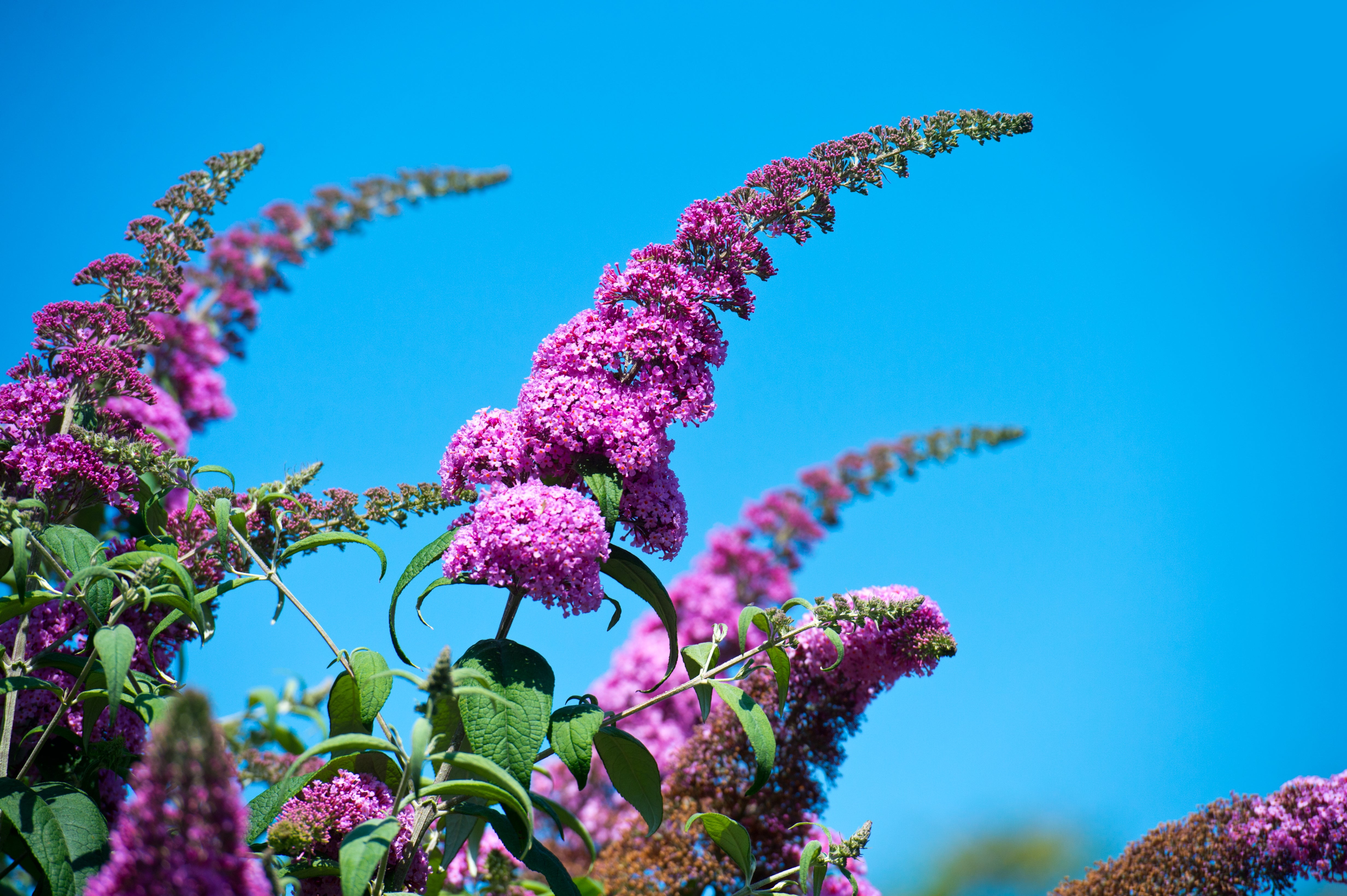 50 VIOLET BUTTERFLY BUSH Buddleja Davidii Purple Flower Seeds