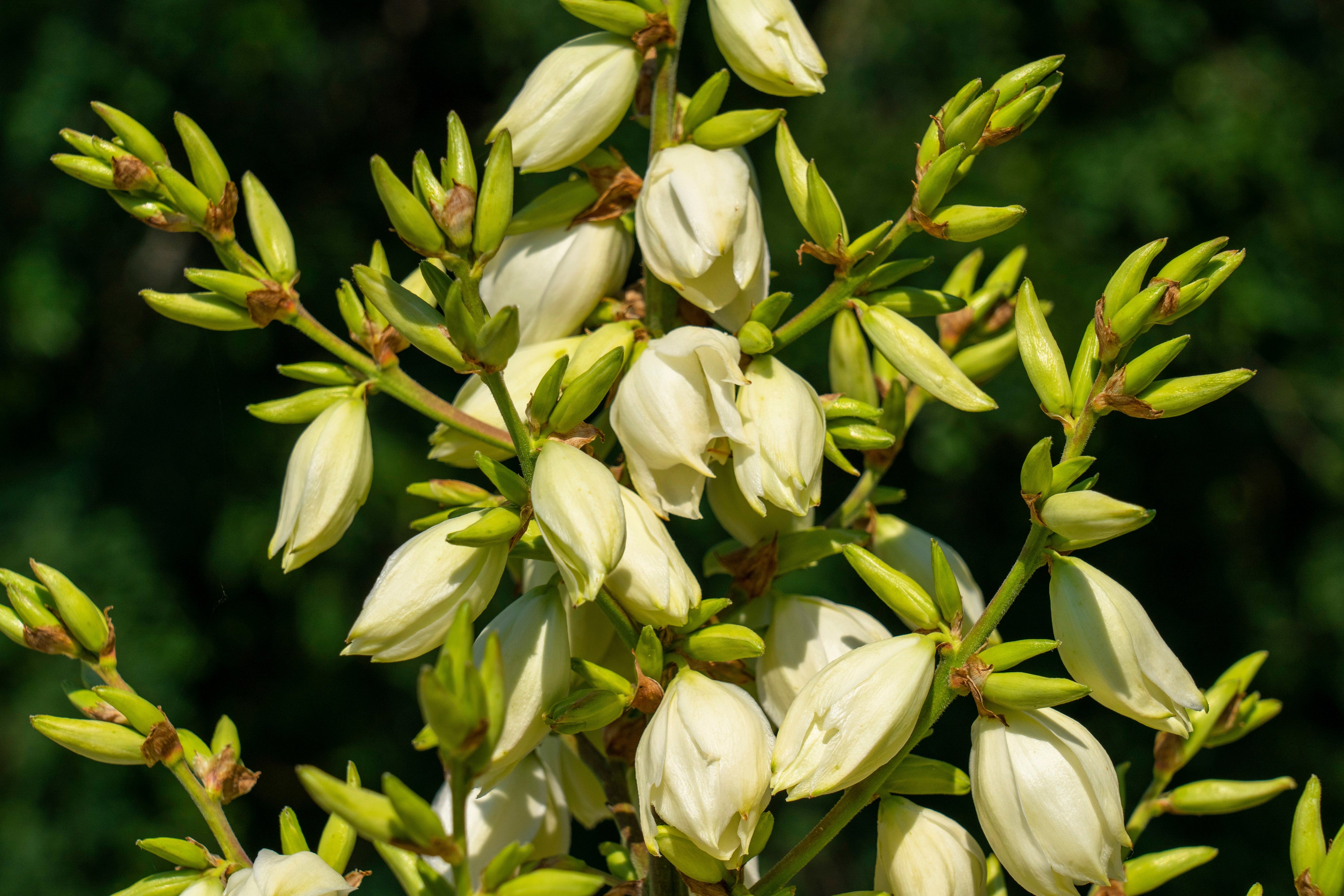 100 YUCCA (Soapweed / Soapwell / Beargrass / Great Plains Yucca) Yucca Glauca Flower Seeds