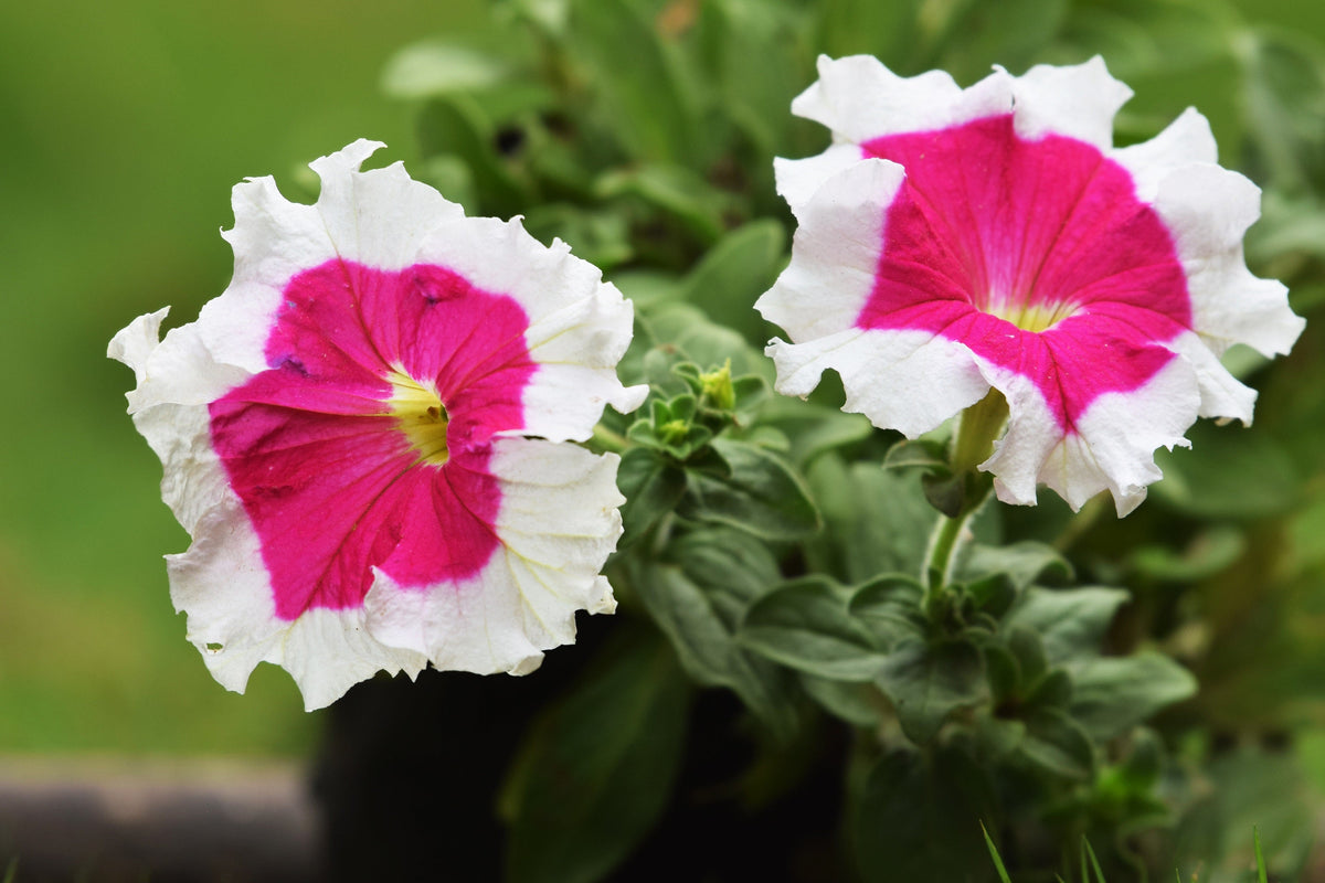 50 PICOTEE MIX PETUNIA Multiflora Mixed Colors Bicolor White Blue Purple Pink Red Flower Seeds