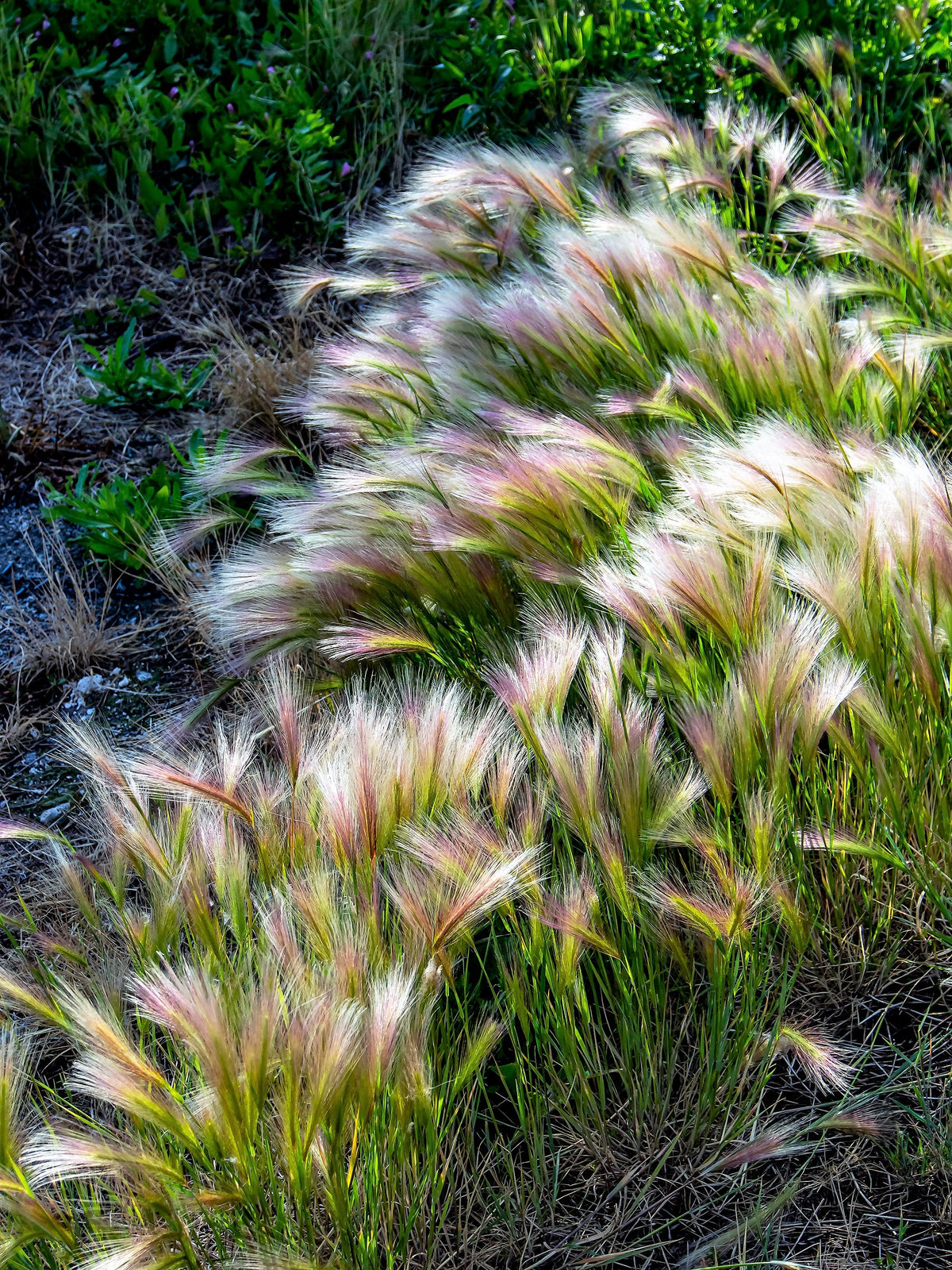 40 SQUIRREL TAIL Barley GRASS (Foxtail Barley) Hordeum Jubatum Ornamental Seeds