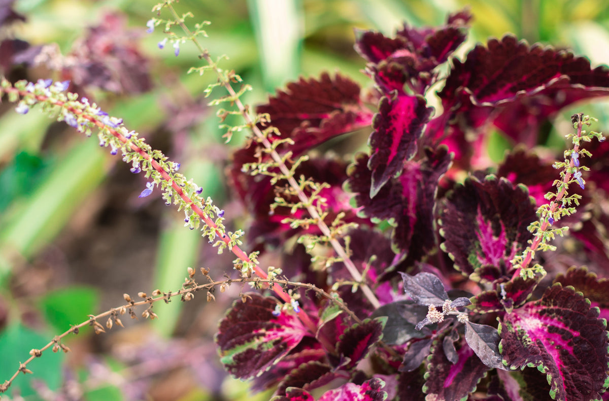 20 BLACK DRAGON COLEUS Solenostemon Scutellarioides Painted Nettle Maroon & Black Shade Flower Seeds