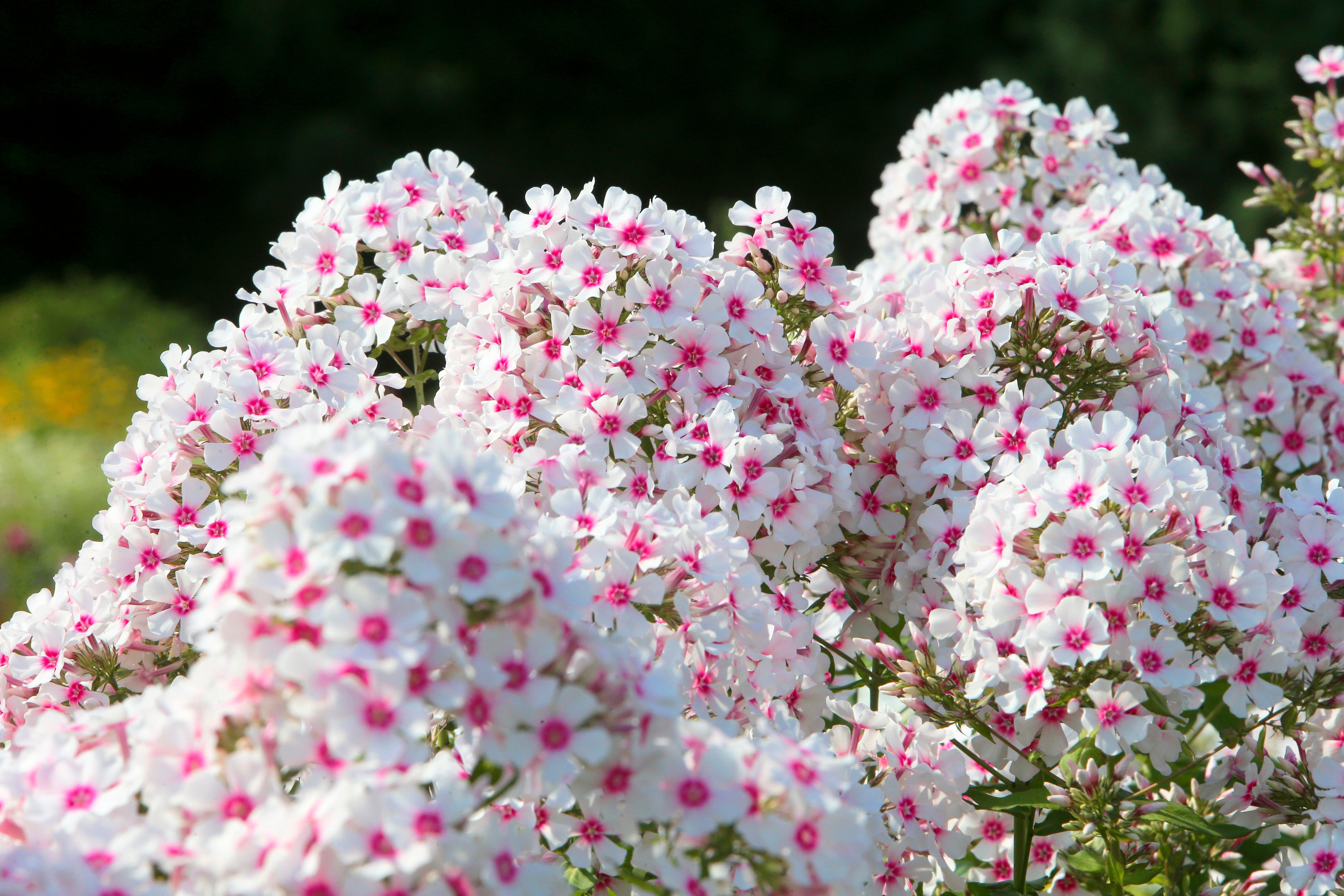 10 TALL GARDEN PHLOX Paniculata Mixed Colors 'New Hybrids Mix' Flower Seeds
