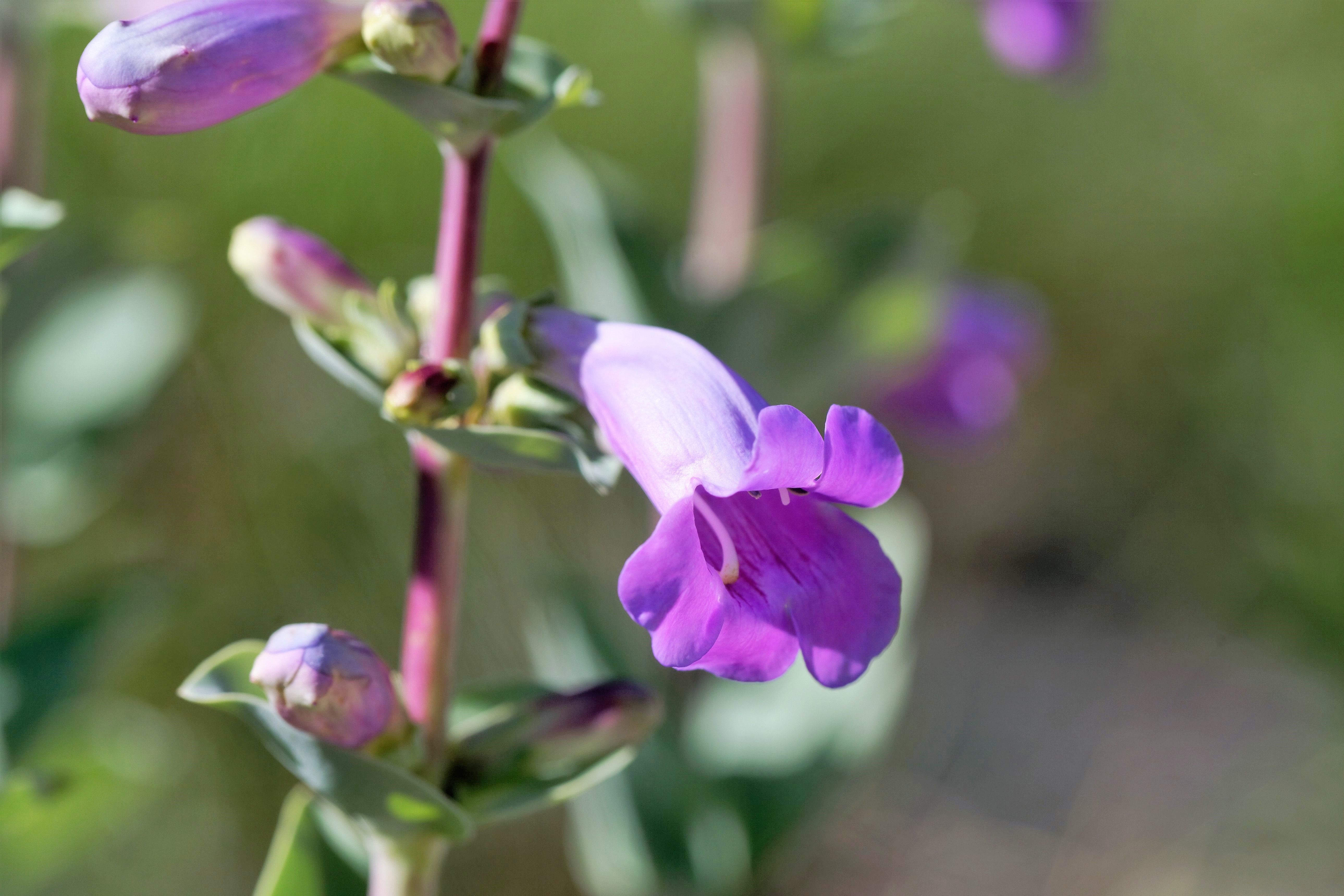 250 LARGE FLOWERED BEARDTONGUE Penstemon Grandiflorus Native Pink Purple Flower Seeds