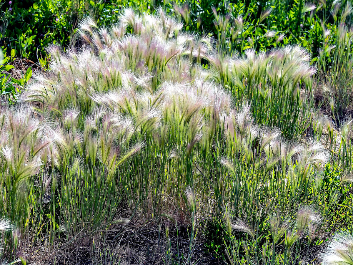 40 SQUIRREL TAIL Barley GRASS (Foxtail Barley) Hordeum Jubatum Ornamental Seeds