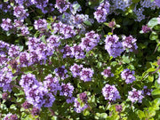 10,000 BULK LEMON THYME Thymus Pulegioides Herb Purple Flower Fragrant Evergreen Seeds