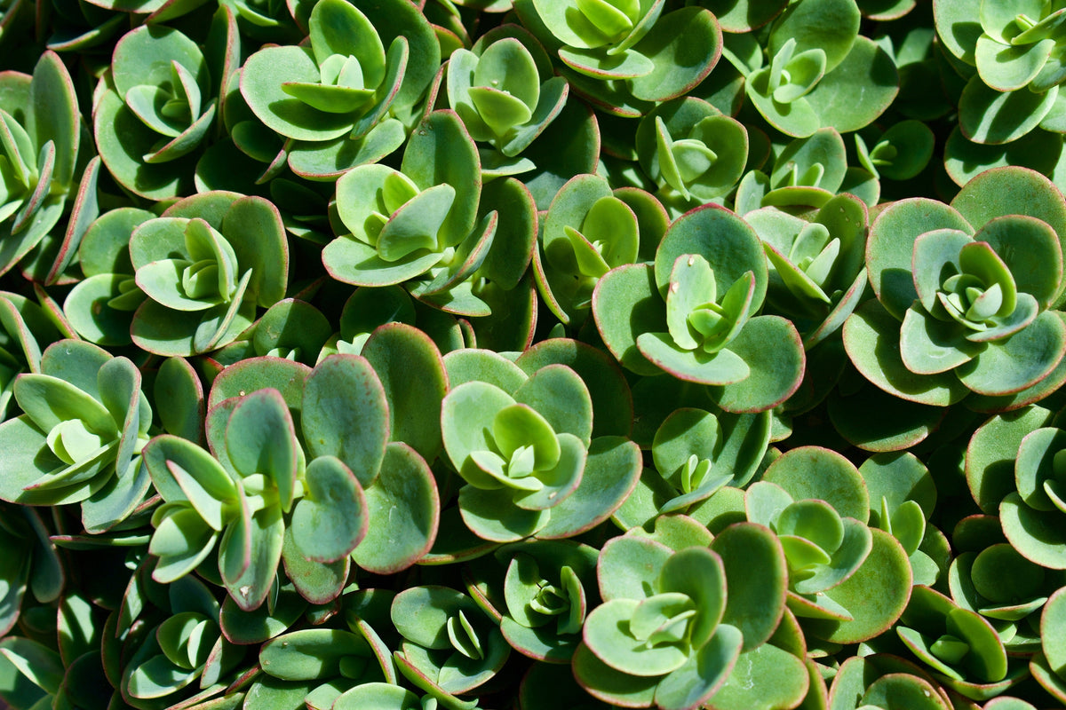 150 MIXED SEDUM Stonecrop Succulent Groundcover Red White Yellow Pink Purple Flower Seeds
