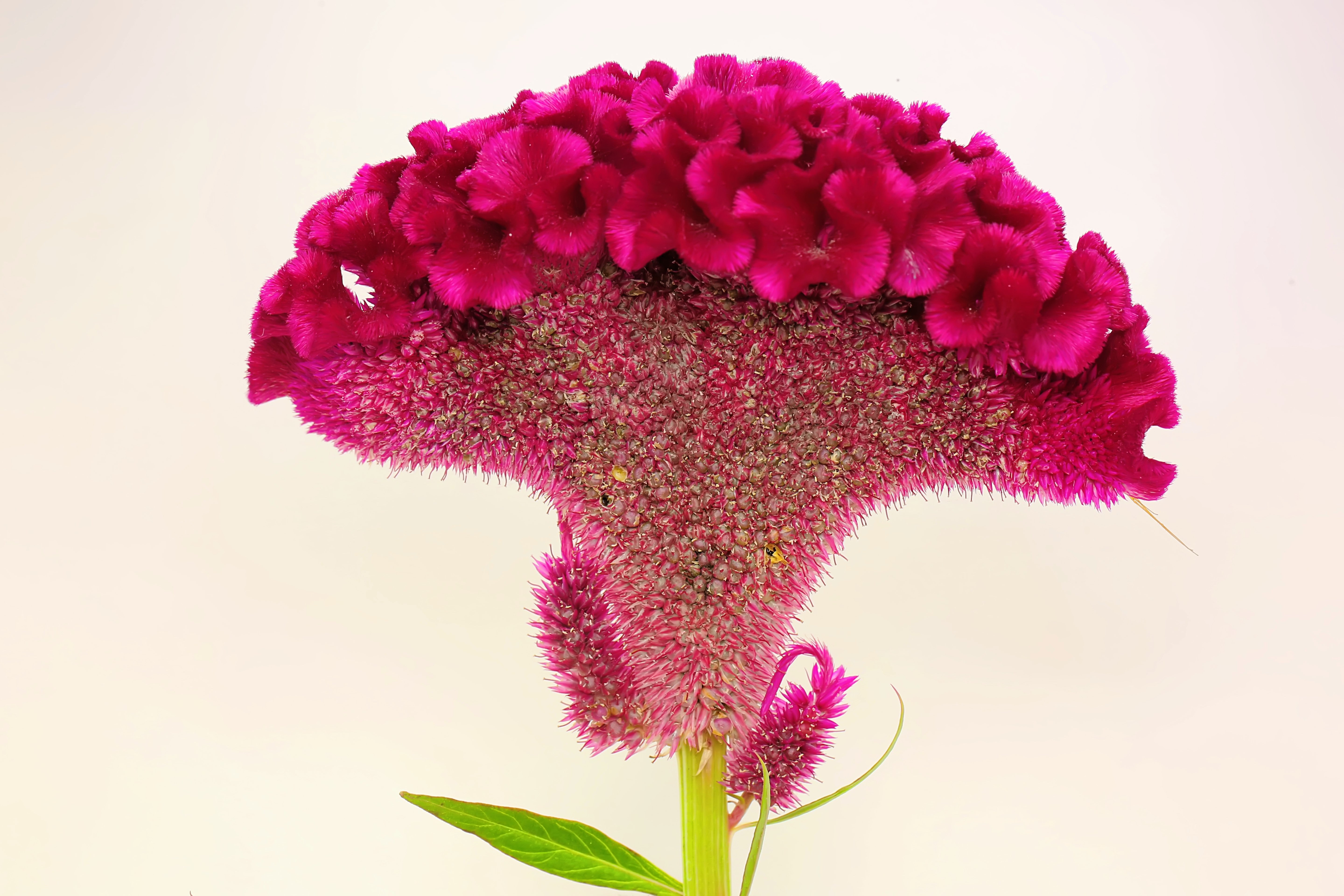 100 CORAL GARDENS Mix CELOSIA Cockscomb Celosia Argentea Cristata Flower Seeds