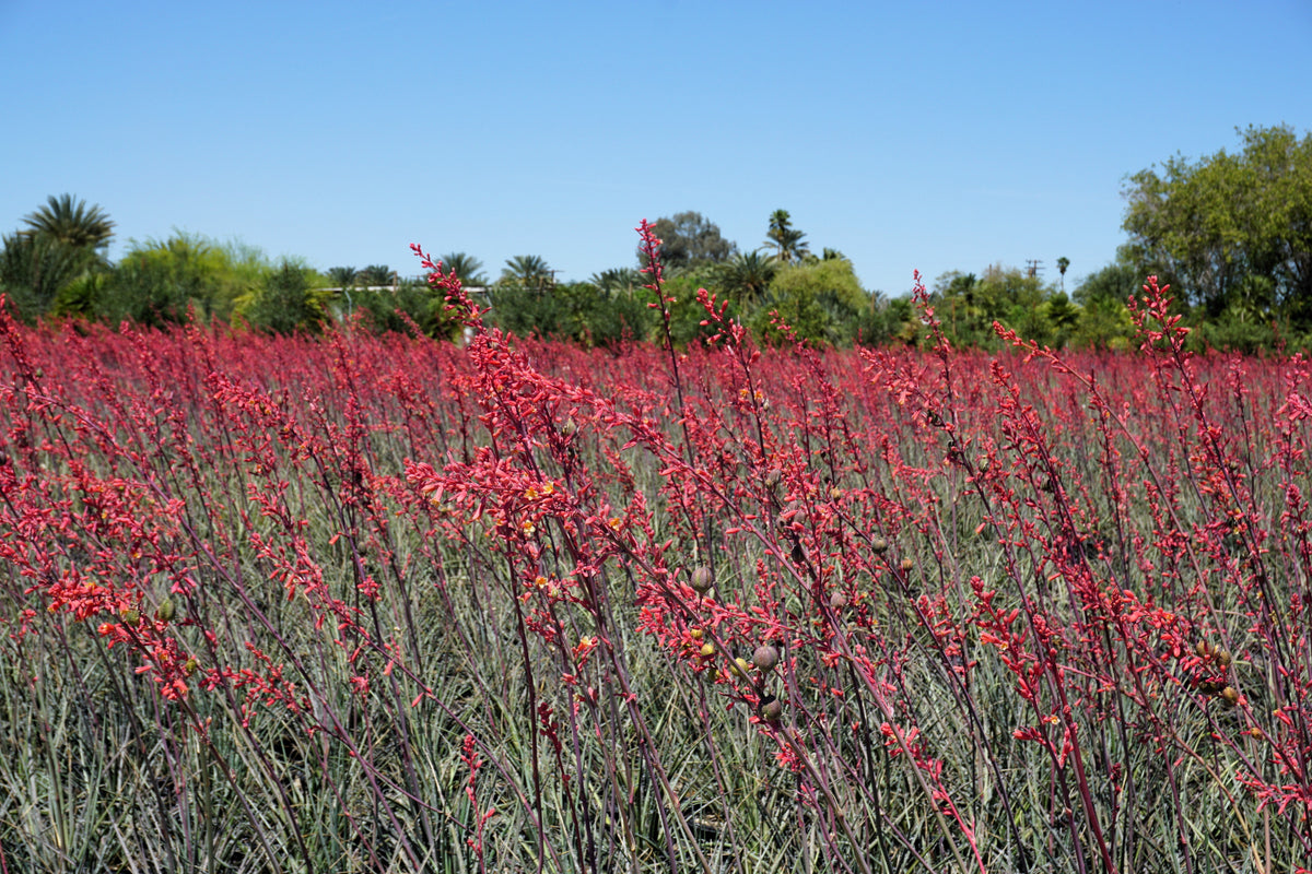 1000 Bulk RED YUCCA Hesperaloe Parviflora Hummingbird Coral Yucca Flower Seeds