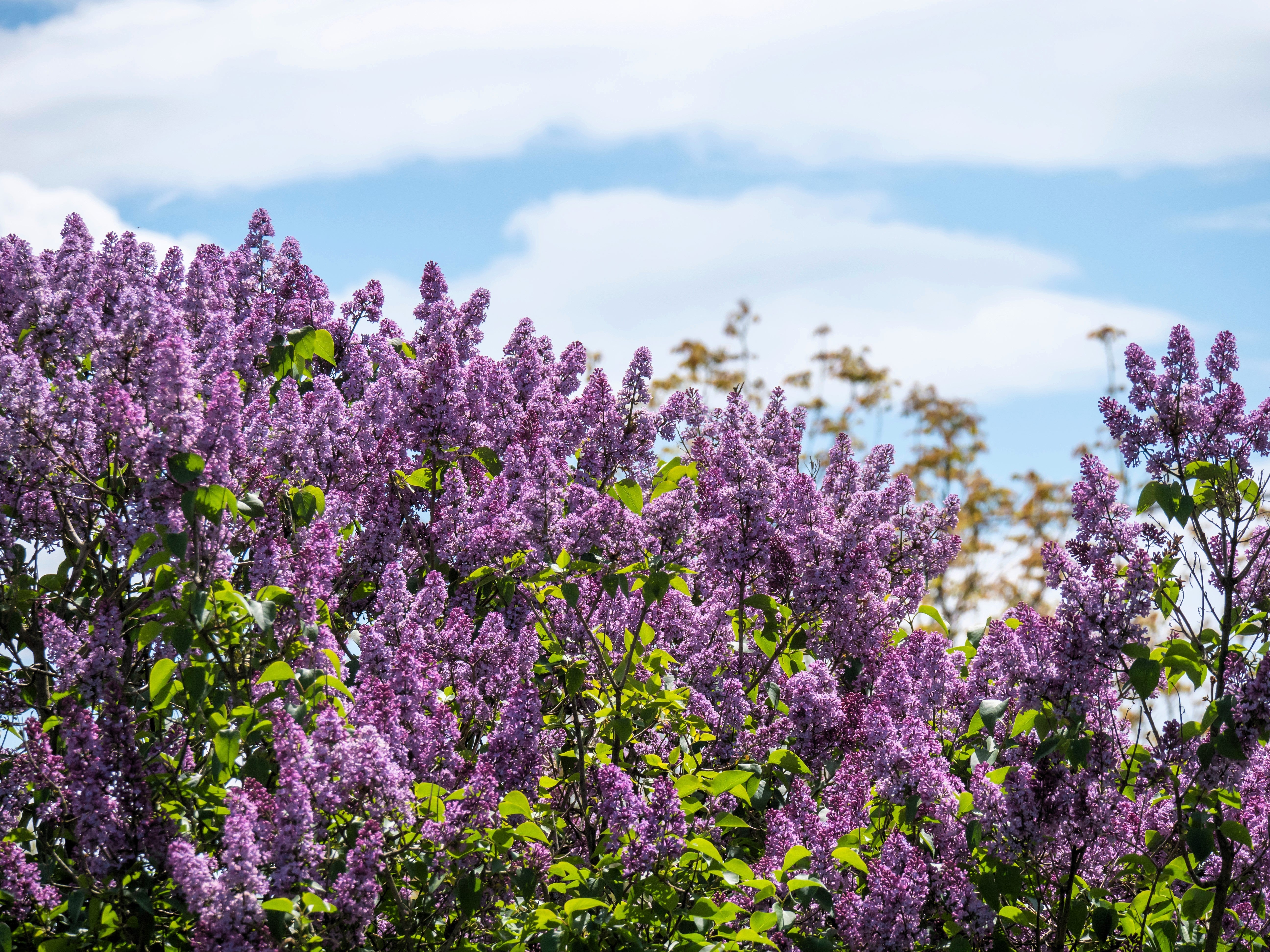 25 FRENCH / Old FASHIONED LILAC Syringa Vulgaris Flower Shrub Bush Seeds