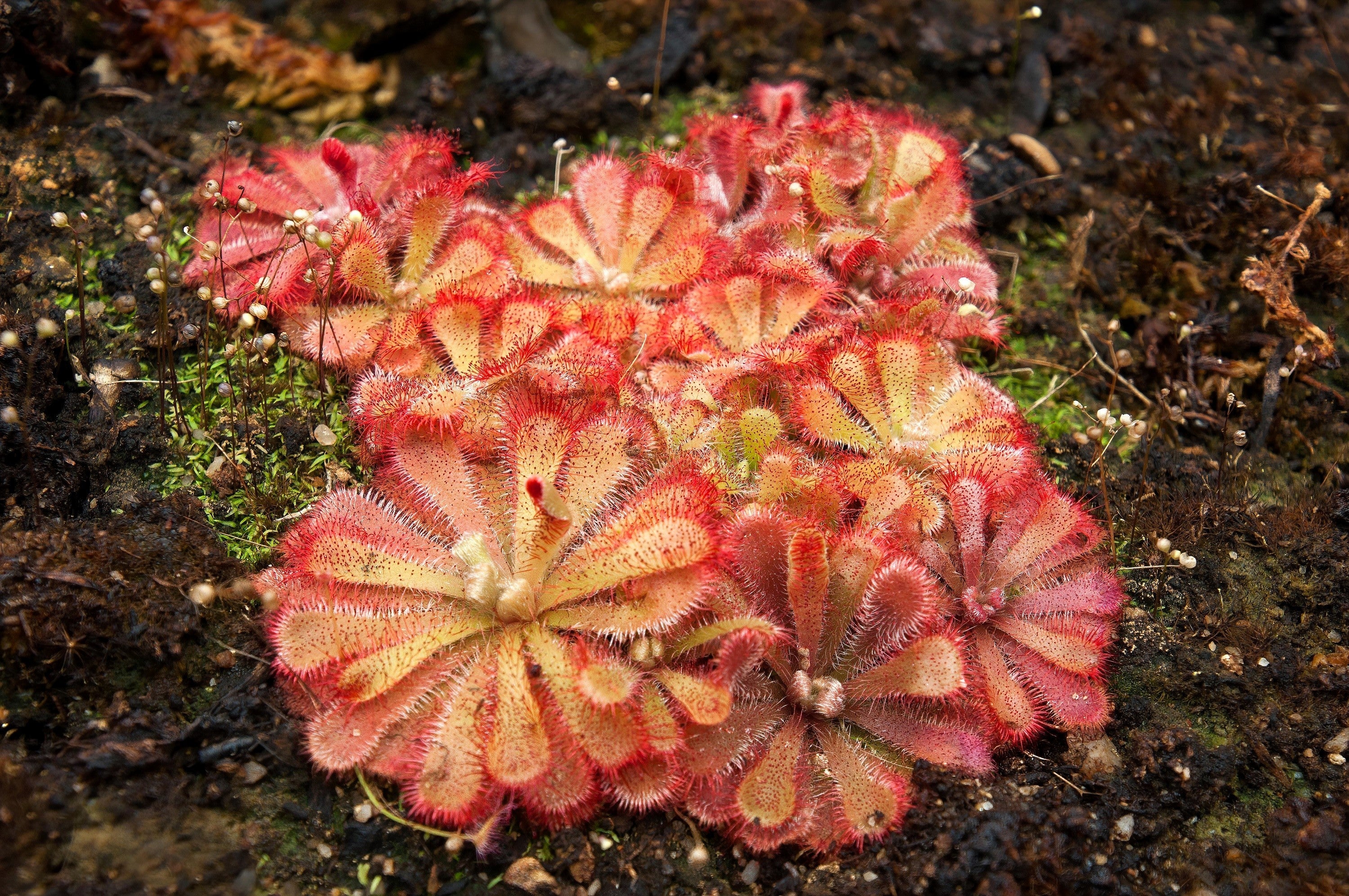 10 CARNIVOROUS SUNDEW PLANT Drosera Flower Seeds
