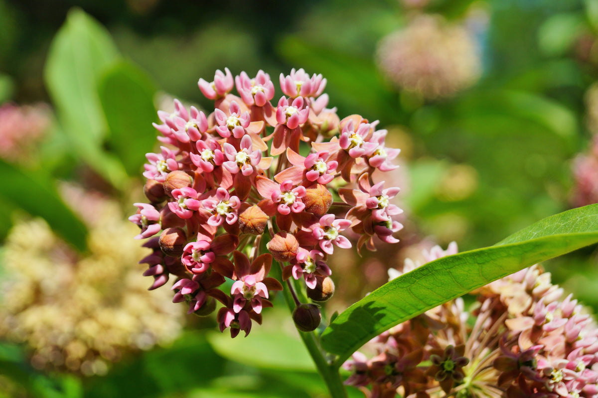 100 PINK MILKWEED Common Asclepias Syriaca Monarch Flower Seeds
