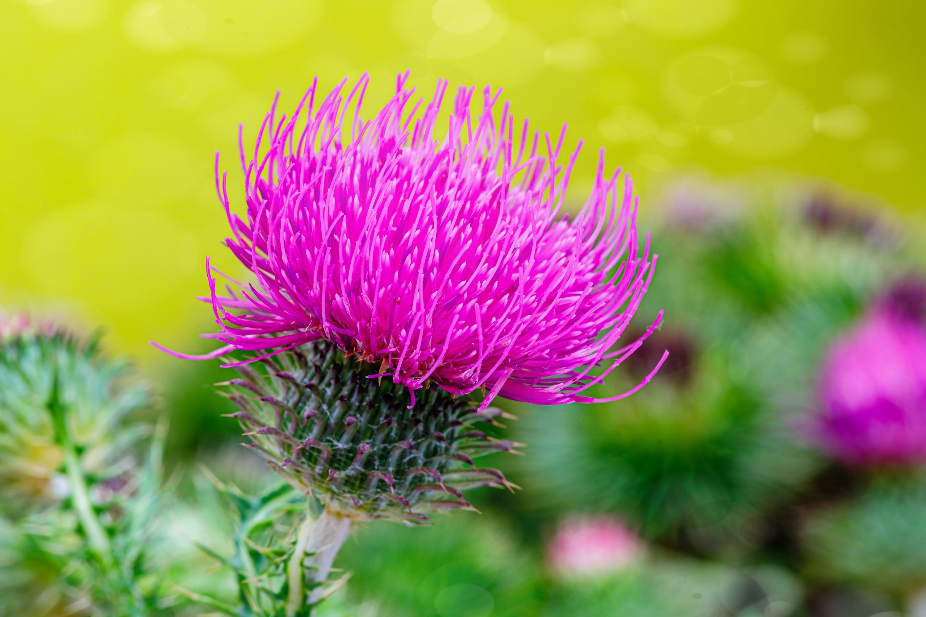 100 ORGANIC Blessed MILK THISTLE Silybum Marianum Hummingbird Purple Flower Seeds