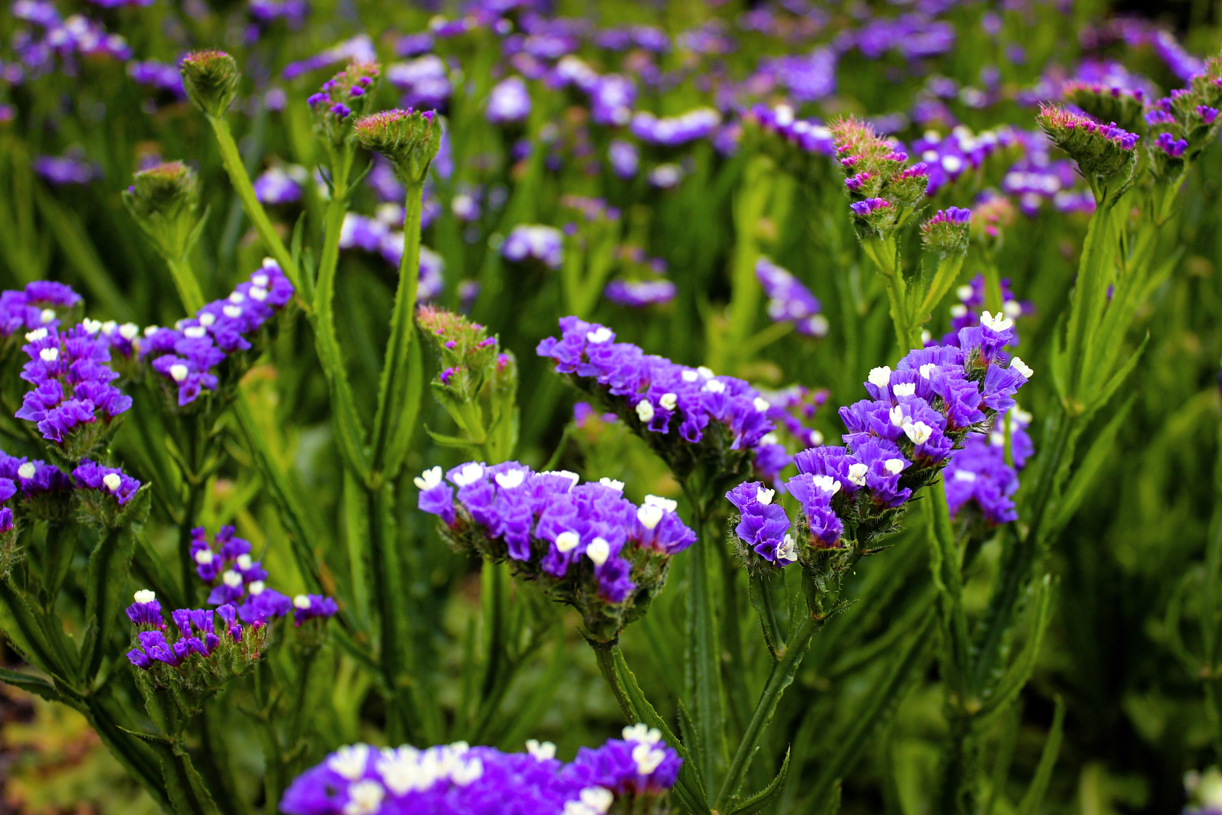 50 Purple STATICE / SEA LAVENDER Limonium Sinuatum Flower Seeds