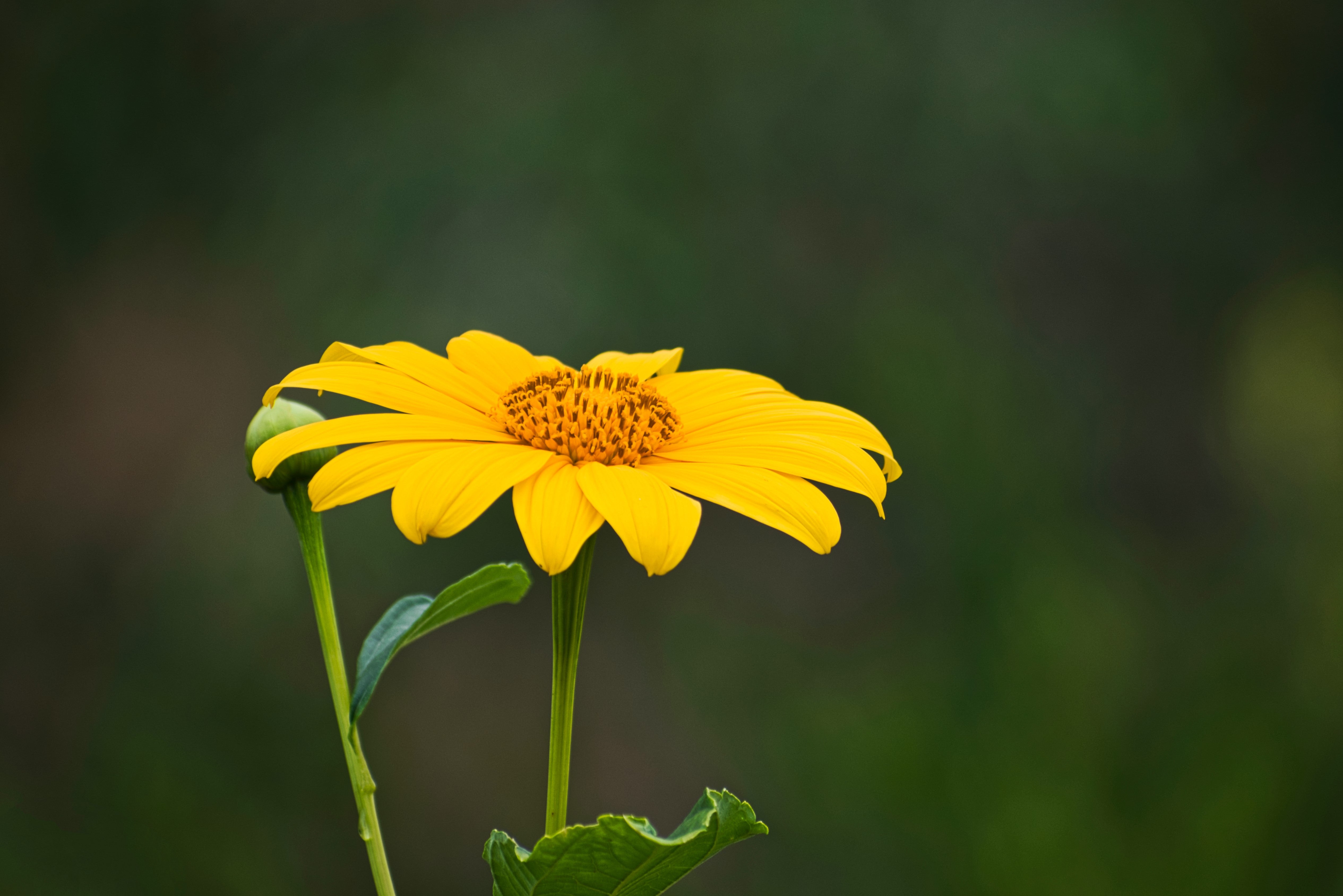 25 YELLOW Torch MEXICAN SUNFLOWER Tithonia Speciosa Flower Seeds