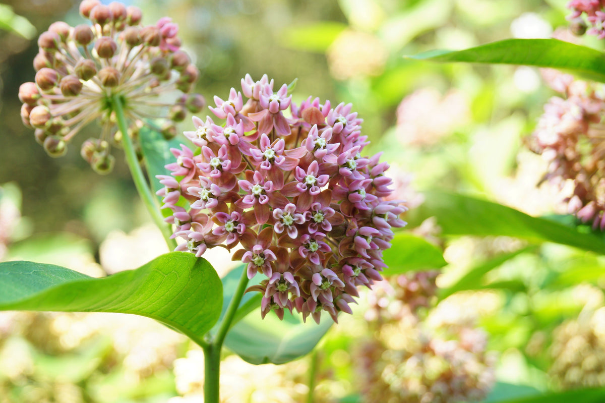 100 PINK MILKWEED Common Asclepias Syriaca Monarch Flower Seeds