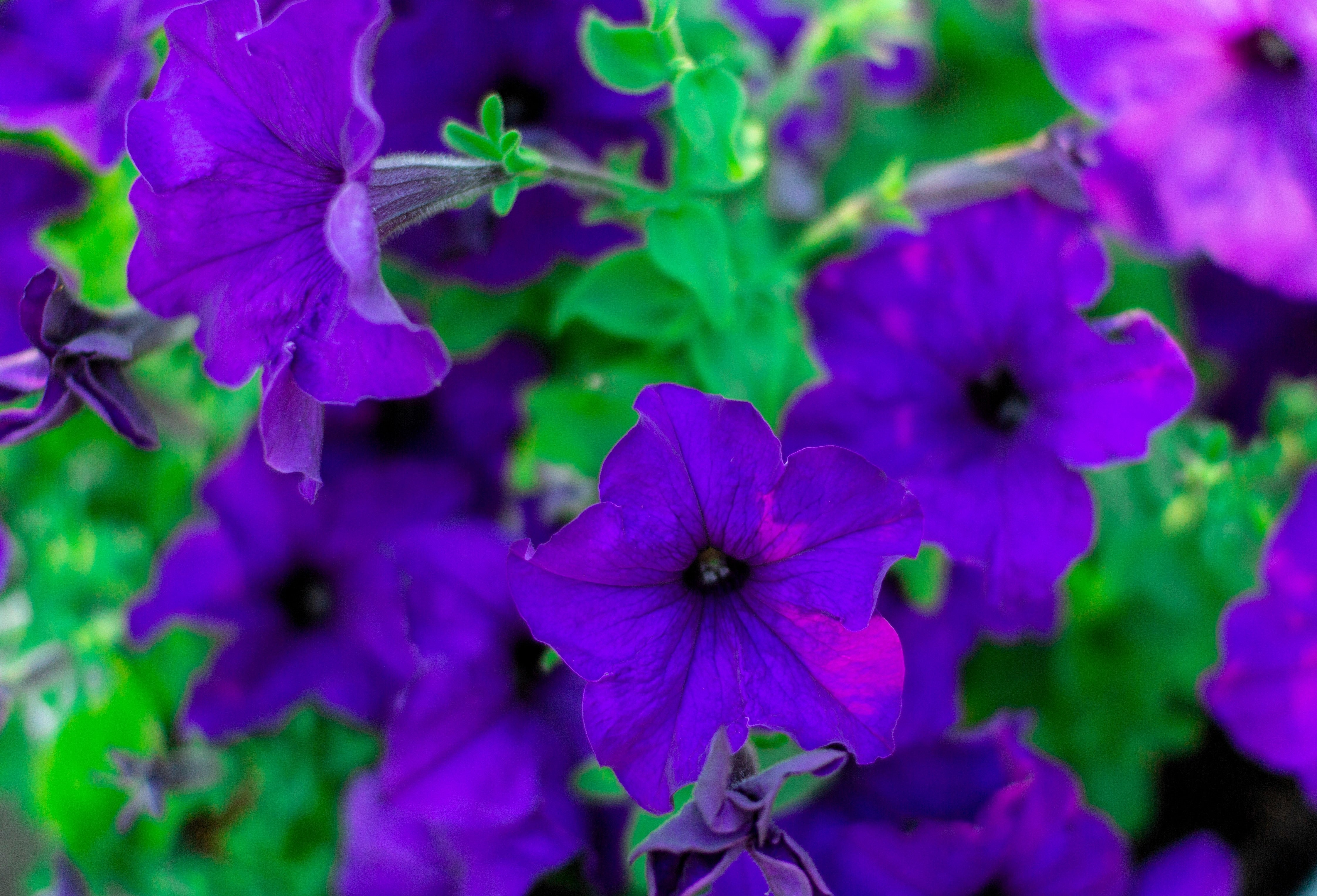 100 DWARF Alderman BLUE PETUNIA Nana Compacta Purple Flower Seeds