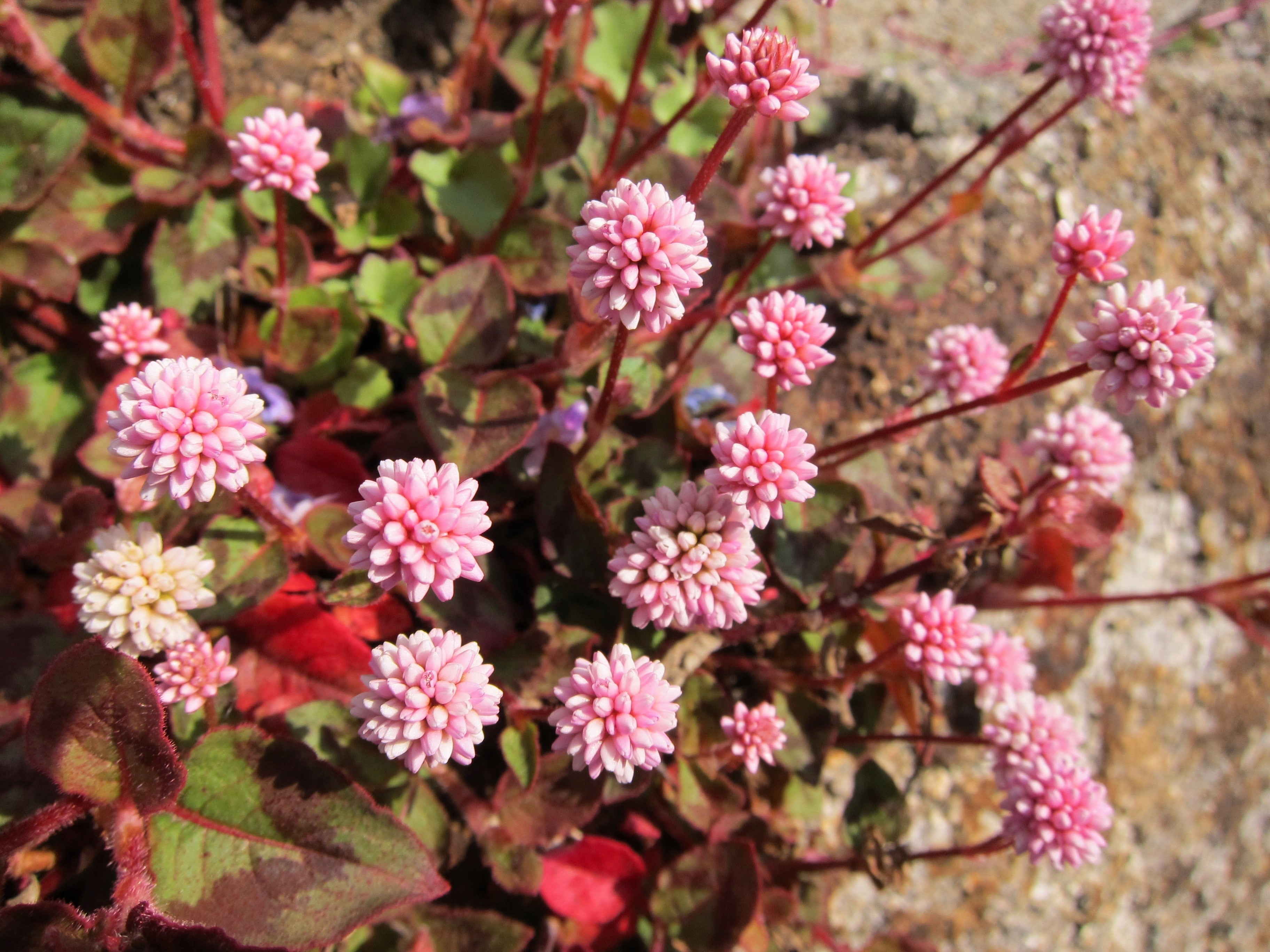 20 PUNCHING BALLS Pink Buttons Persicaria Capitata Polygonum Flower Seeds