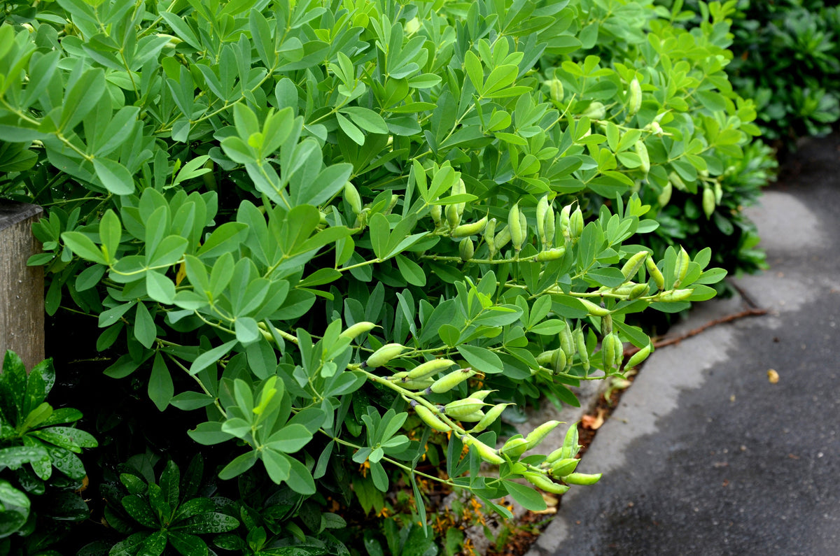 50 BLUE WILD INDIGO (False Indigo) Baptisia Australis Flower Seeds