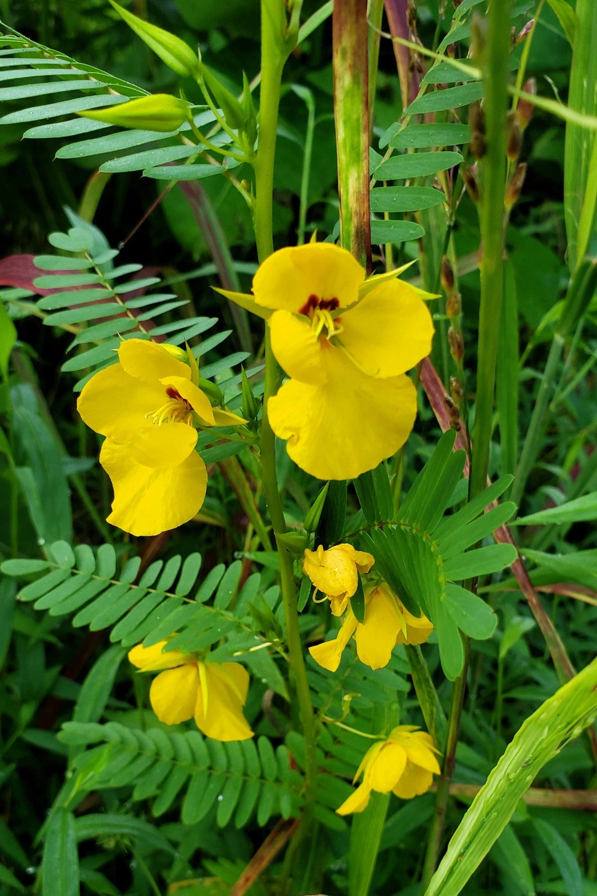 300 Yellow PARTRIDGE PEA (Sleeping Plant / Sensitive Pea) Chamaecrista Fasciculata Flower Seeds