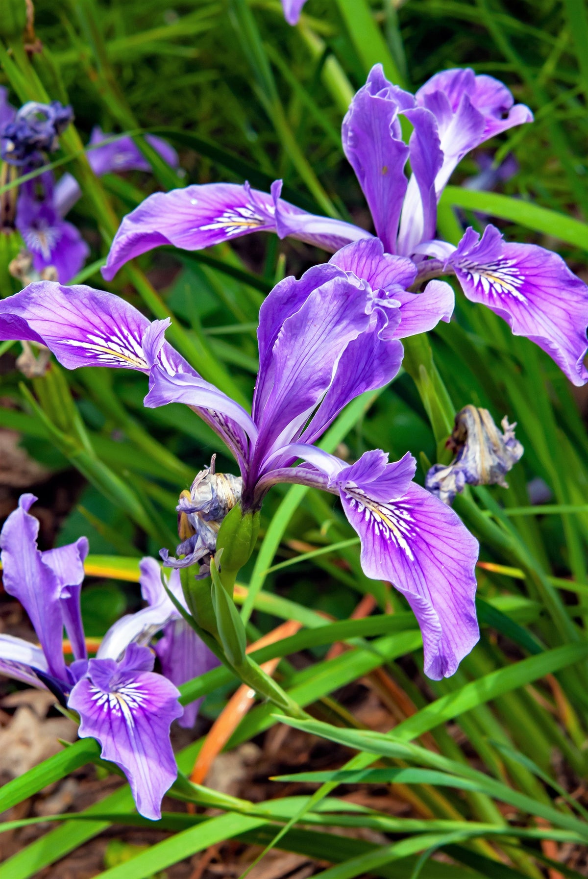 20 Blue & Purple OREGON IRIS ( Tough-Leaf Iris ) Iris Tenax Flower Seeds
