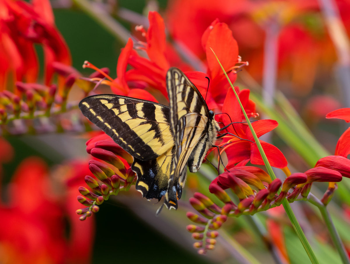 10 RED LUCIFER CROCOSMIA Crocosmia Masoniorum Flower Seeds