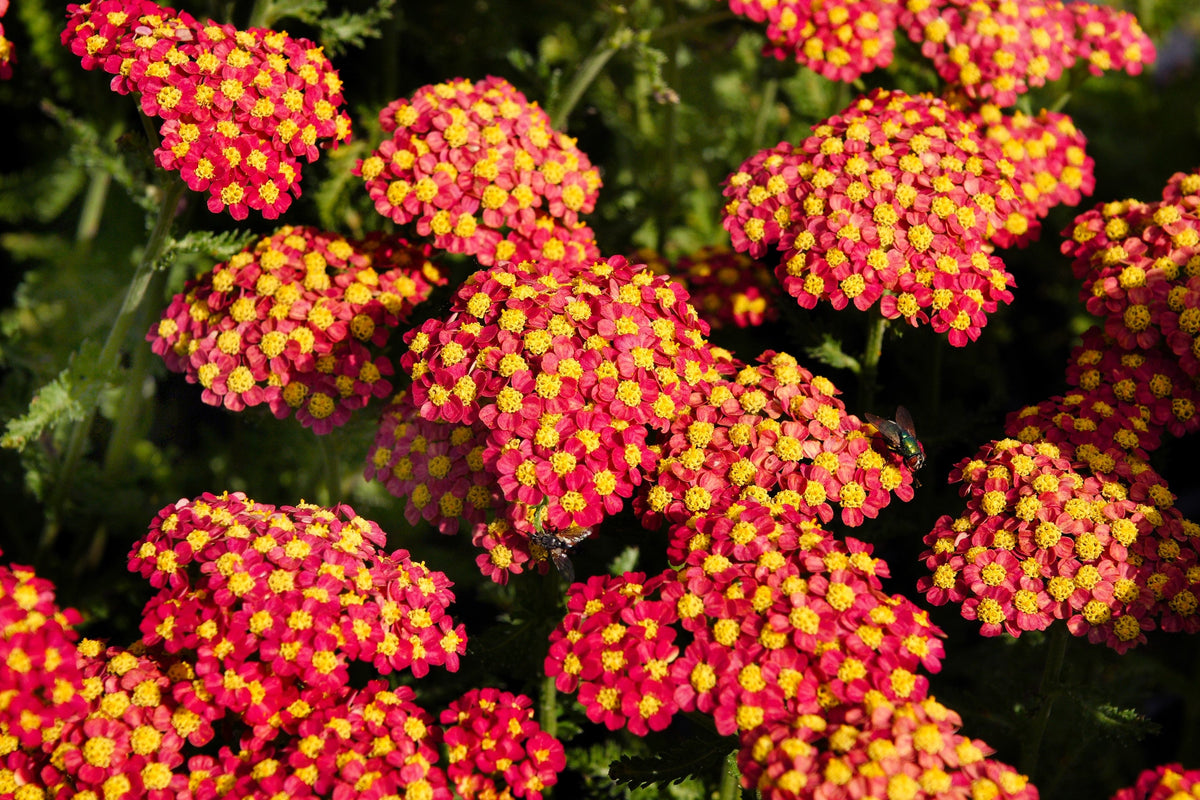 600 RED YARROW Achillea Millefolium Rubra Flower Seeds