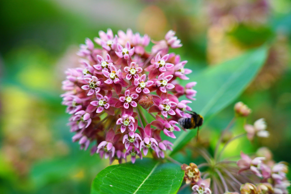 100 PINK MILKWEED Common Asclepias Syriaca Monarch Flower Seeds