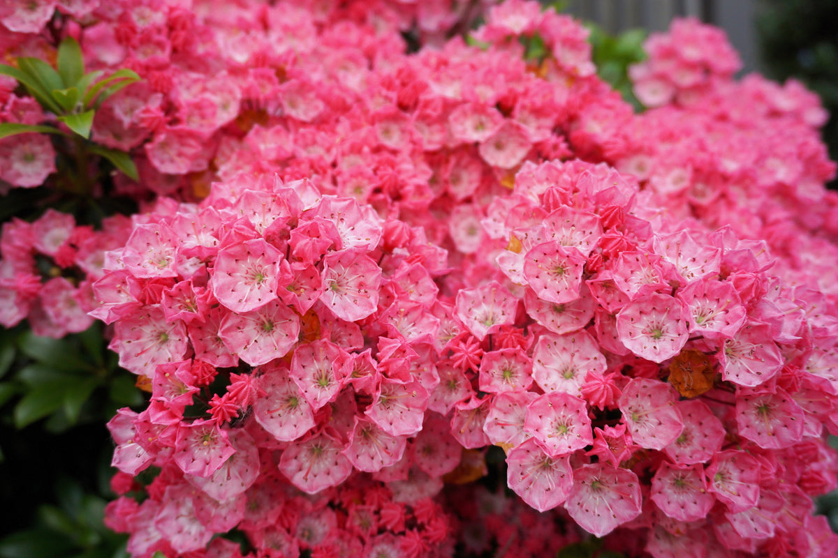 50 MOUNTAIN LAUREL White Pink Red Kalmia Latifolia Shrub Bush Seeds